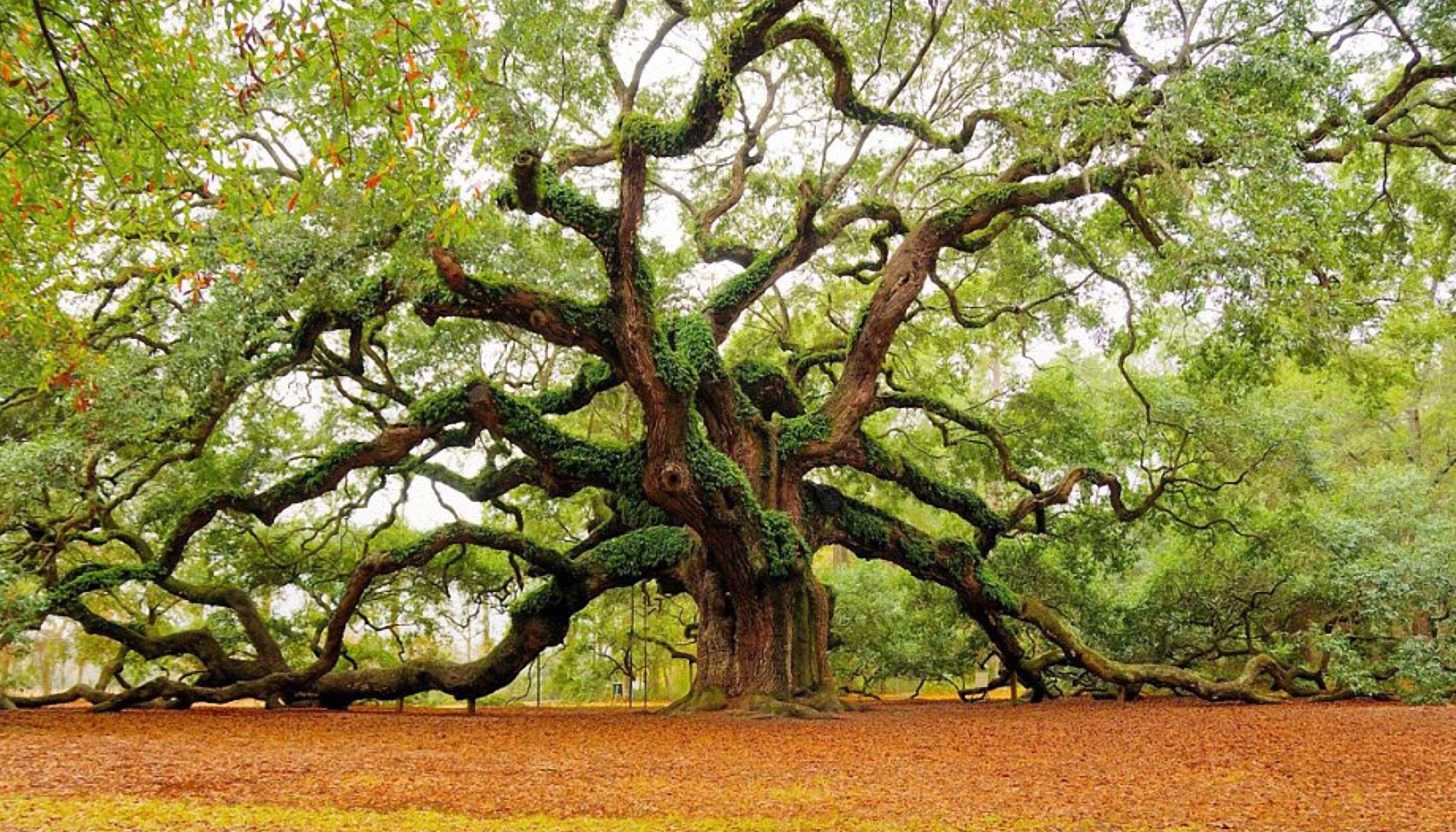 Baum, Natur, Gestaltung, Qualität, Grün, 4000x2290 4K Desktop