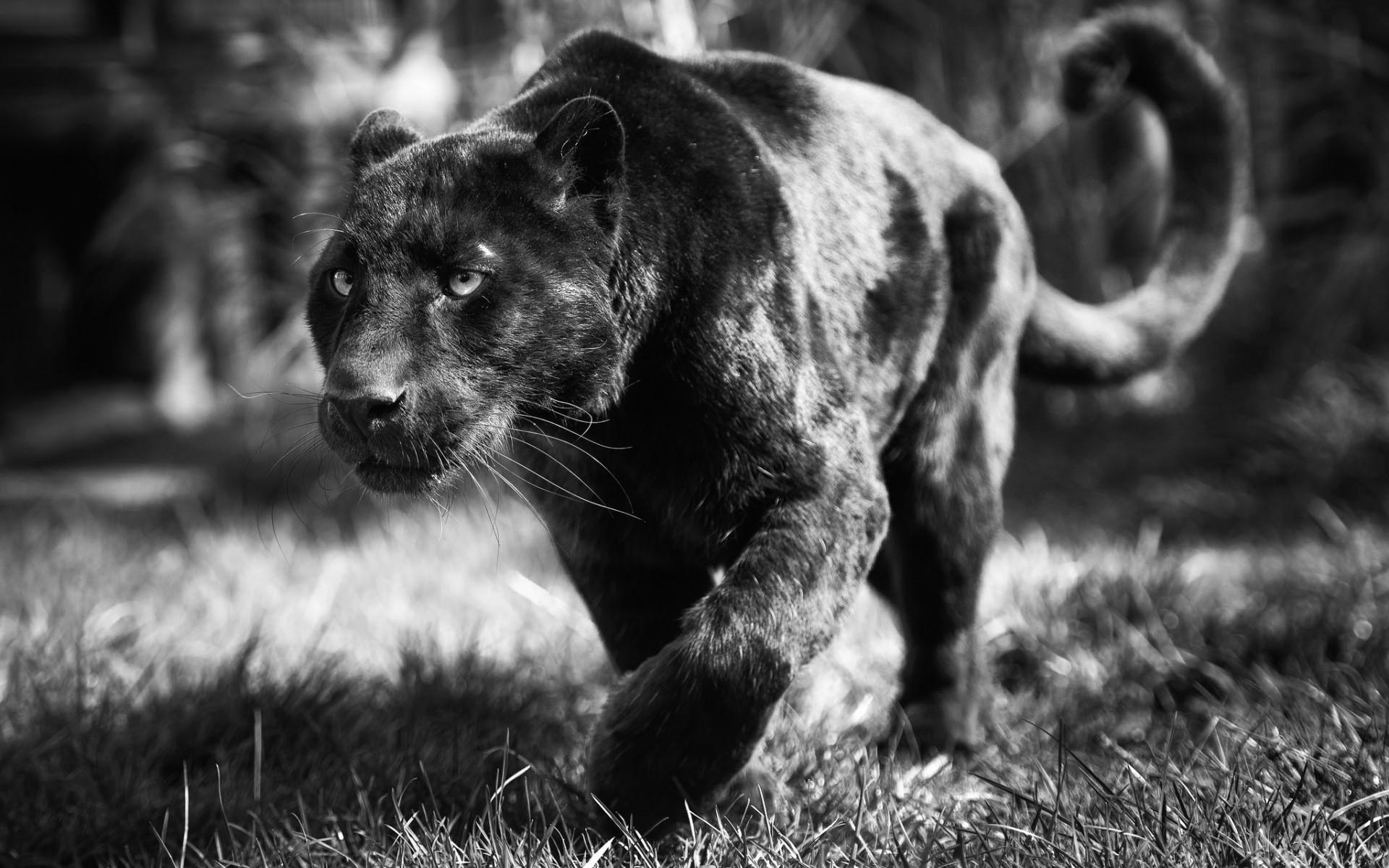 Panther, einzigartig, Schwarzer Panther, Tier, Bild, 1920x1200 HD Desktop