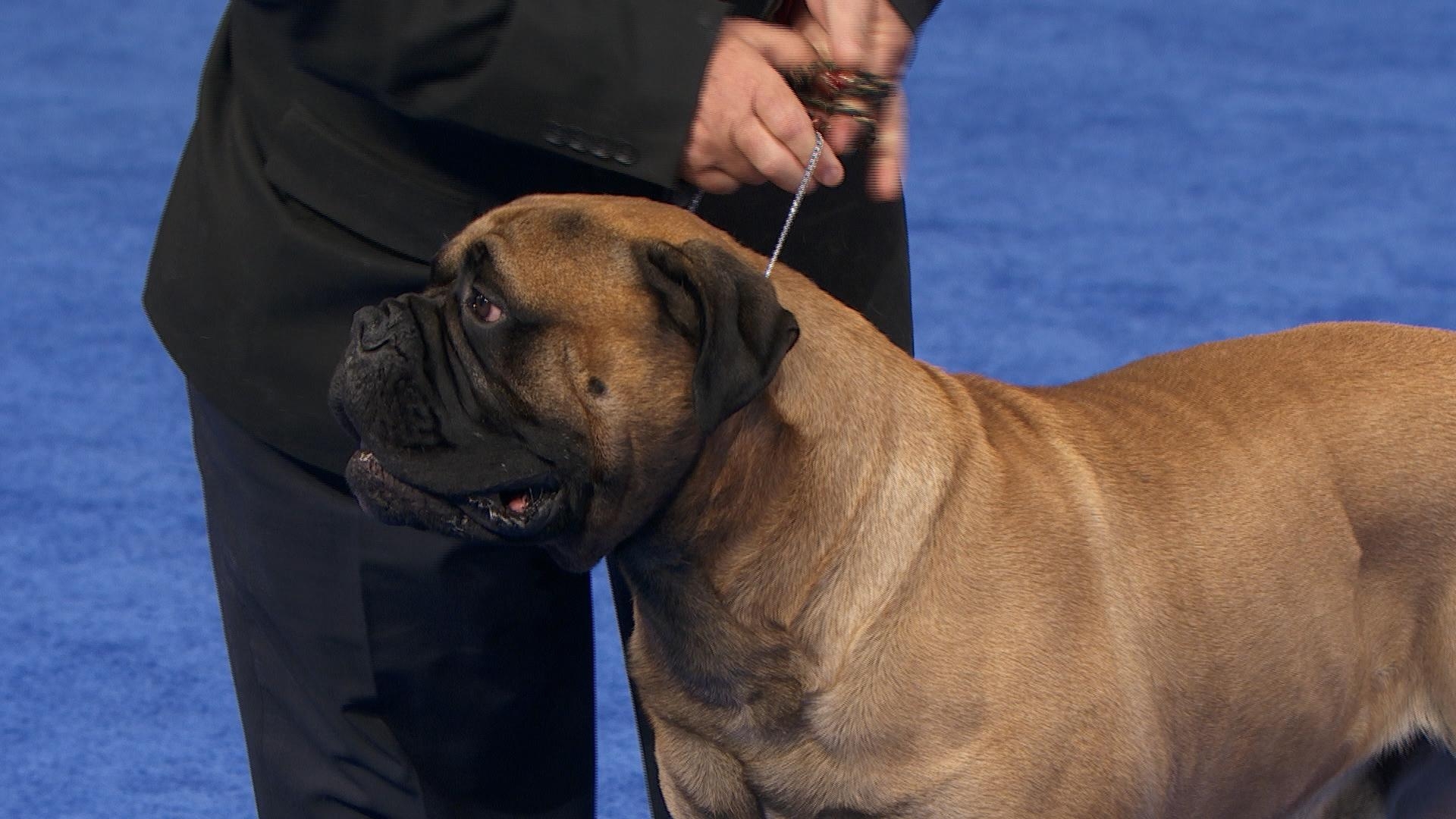 Bullmastiff, 2021, National Dog Show, Arbeitshunde, 1920x1080 Full HD Desktop