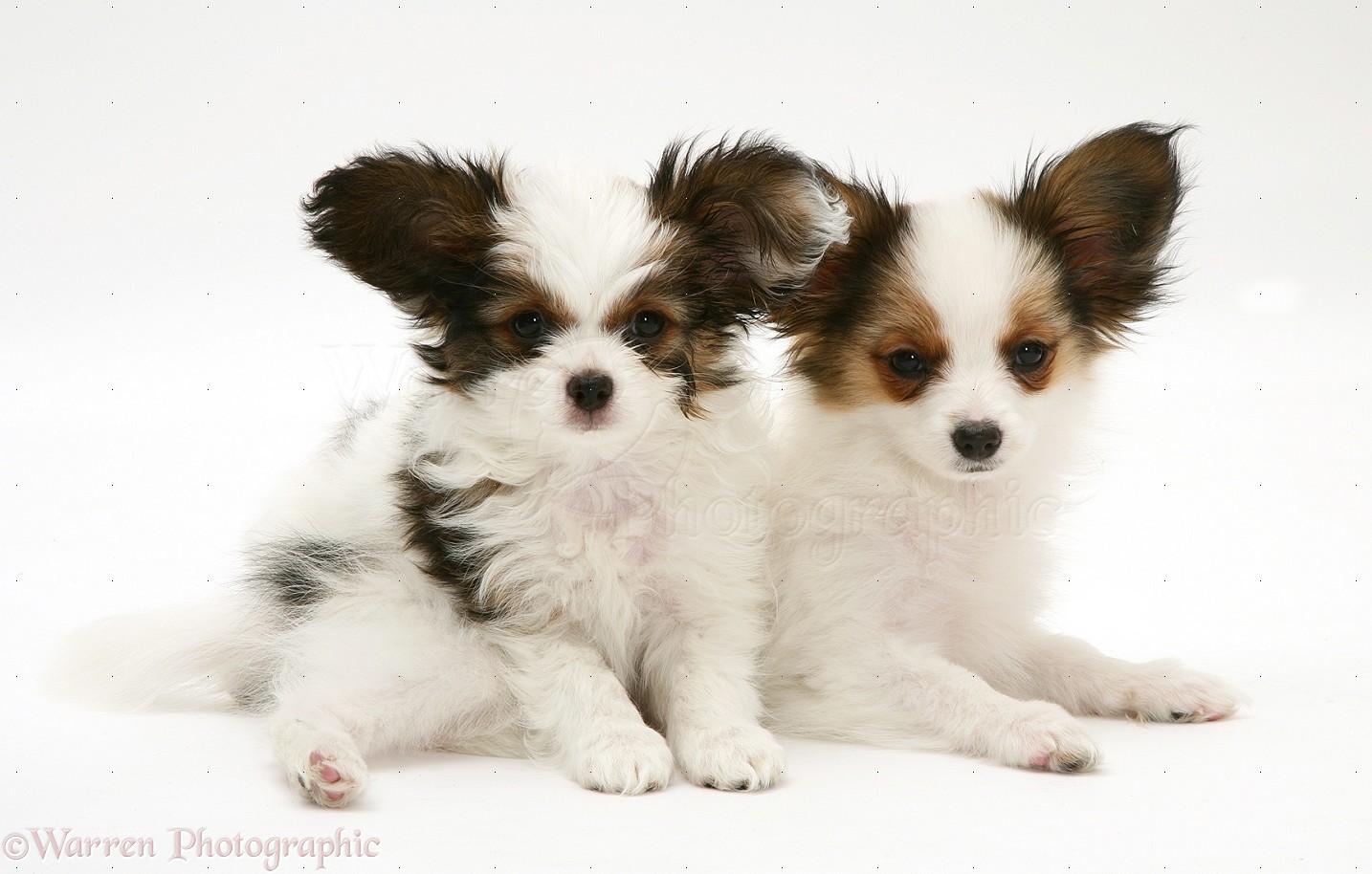 Papillon Hund, HD, Download, Tierbilder, Bildschirm, 1440x920 HD Desktop