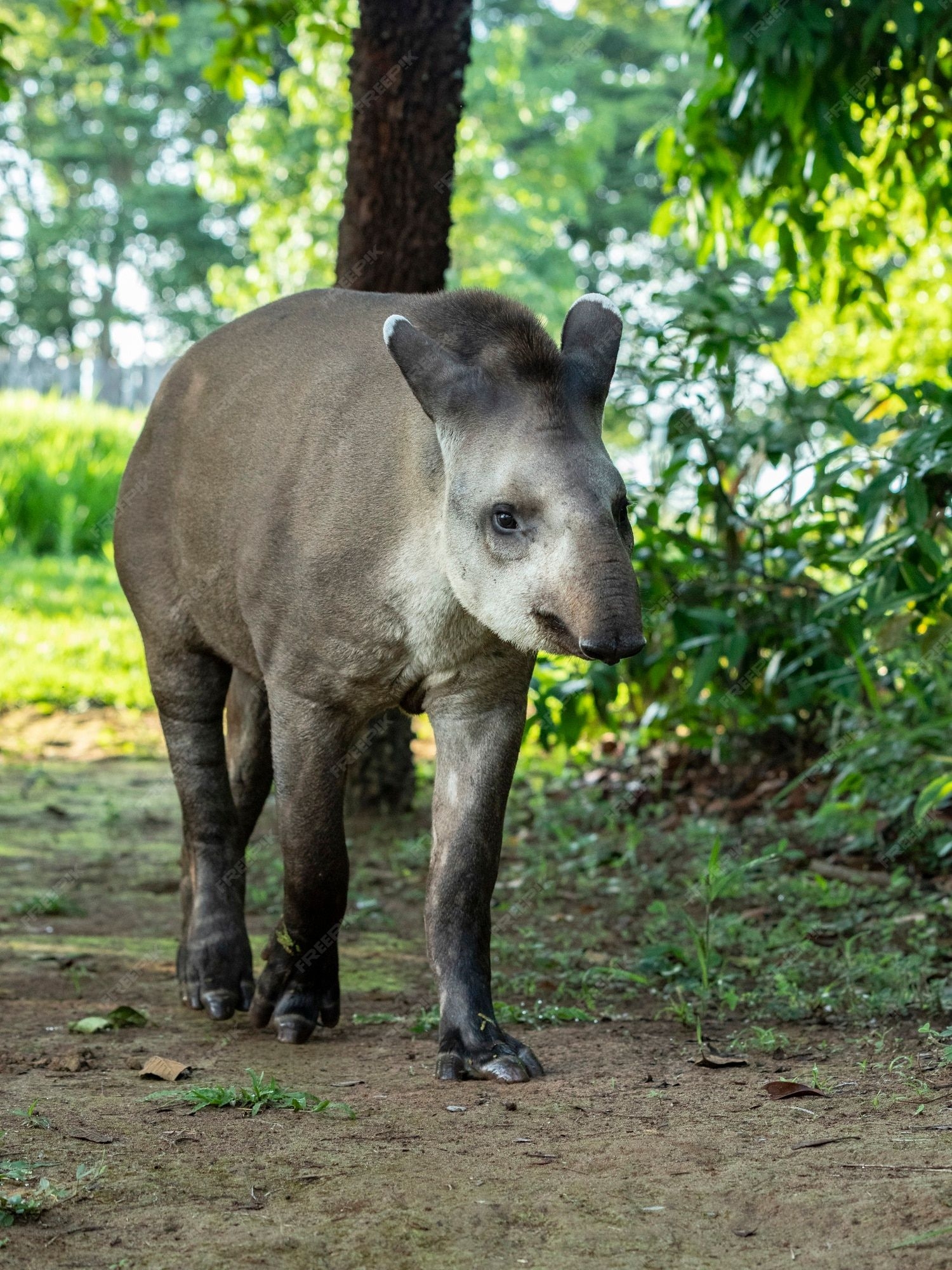 Südamerikanischer Tapir, Tapirus terrestris, Foto, Arten, Zoo, 1500x2000 HD Handy