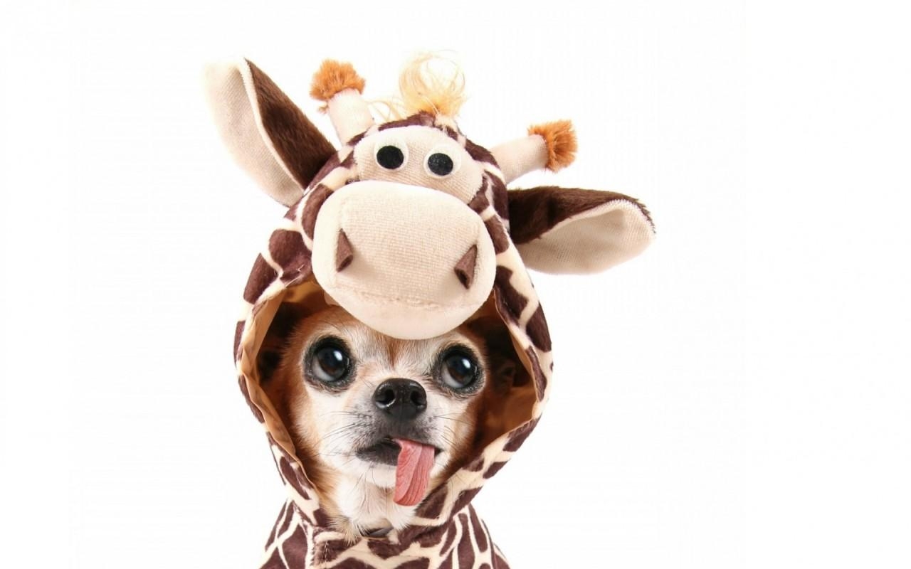 Chihuahua Giraffen Kostüm, Tapete, Einzigartig, Tier, 1280x800 HD Desktop