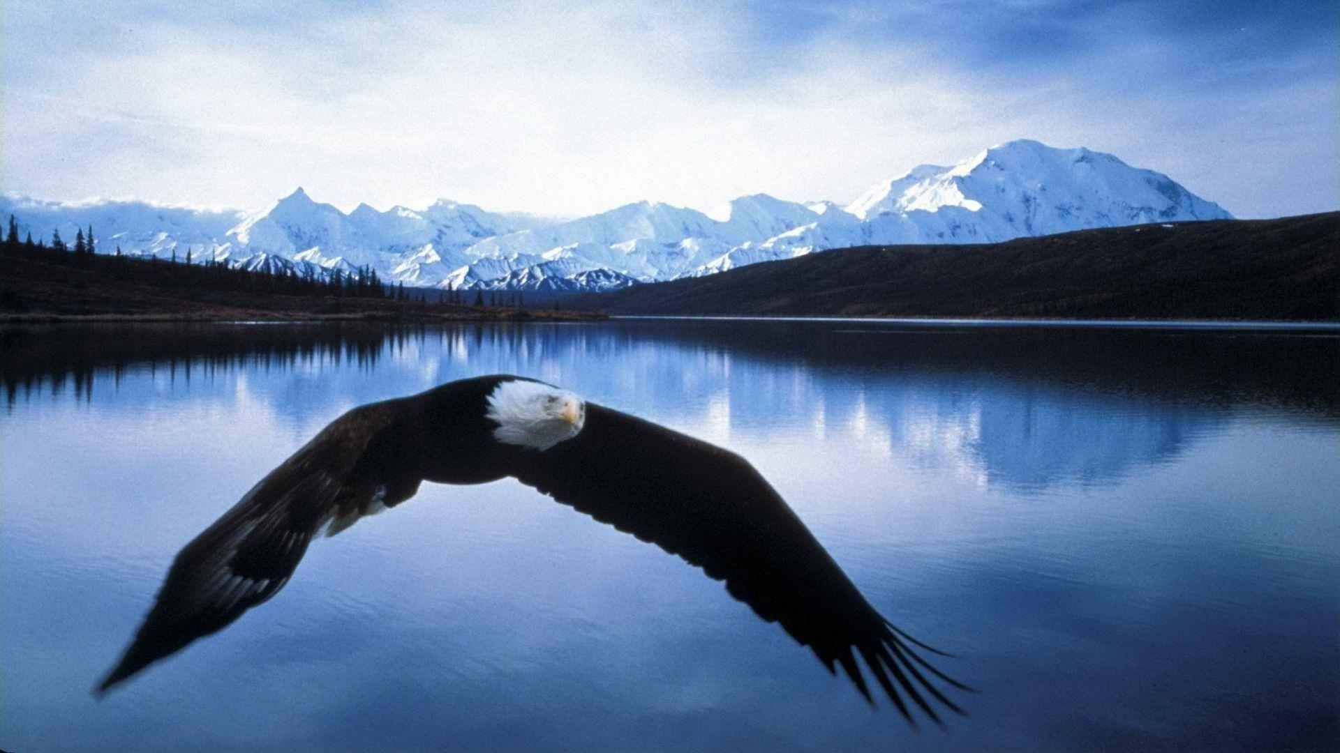 Adler, Natur, USA, Wildnis, kraftvoll, 1920x1080 Full HD Desktop