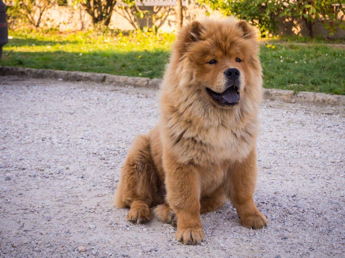 Chow Chow, Tier, HQ, Bild, Hund, 1200x900 HD Desktop