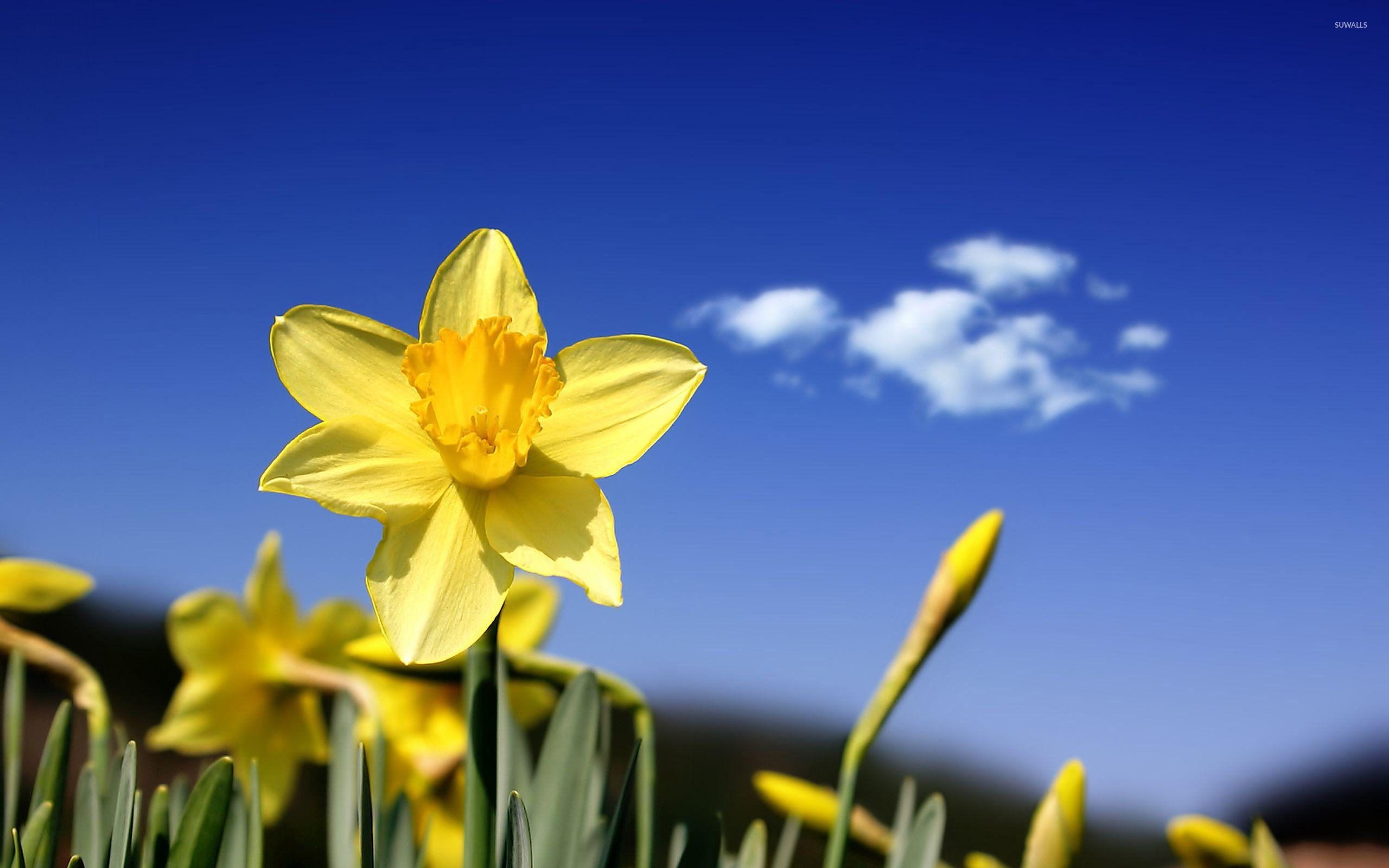 Narzisse, Natur, Blume, Frühling, Hintergrund, 2560x1600 HD Desktop