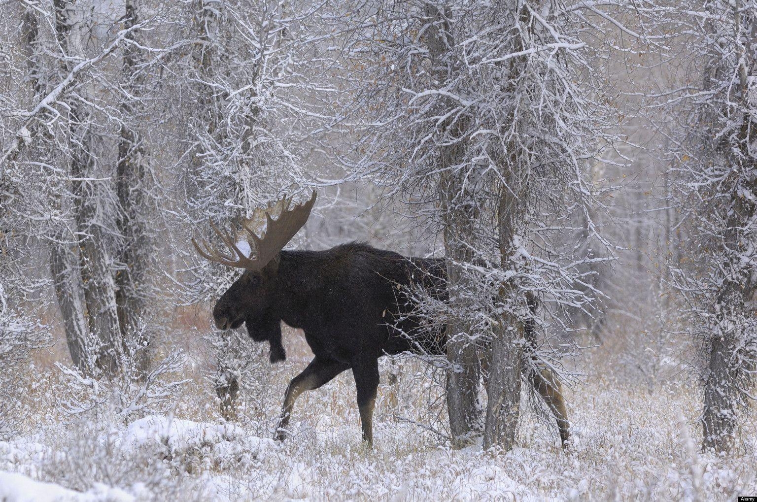 Interessanter Elch, wild, schön, Hintergrund, 1540x1020 HD Desktop