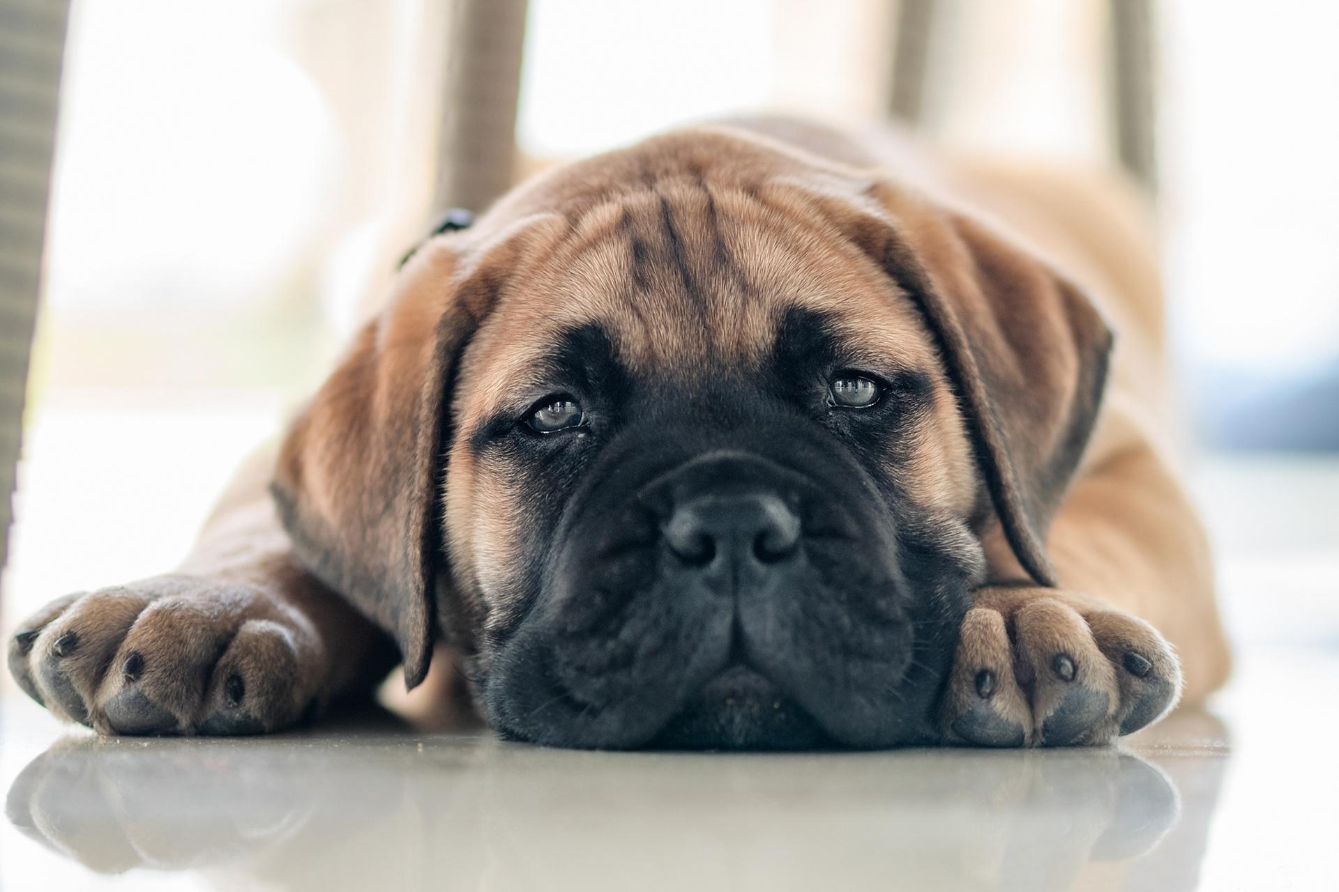 Bullmastiff, HD, Tiere, Bild, Hund, 1920x1280 HD Desktop