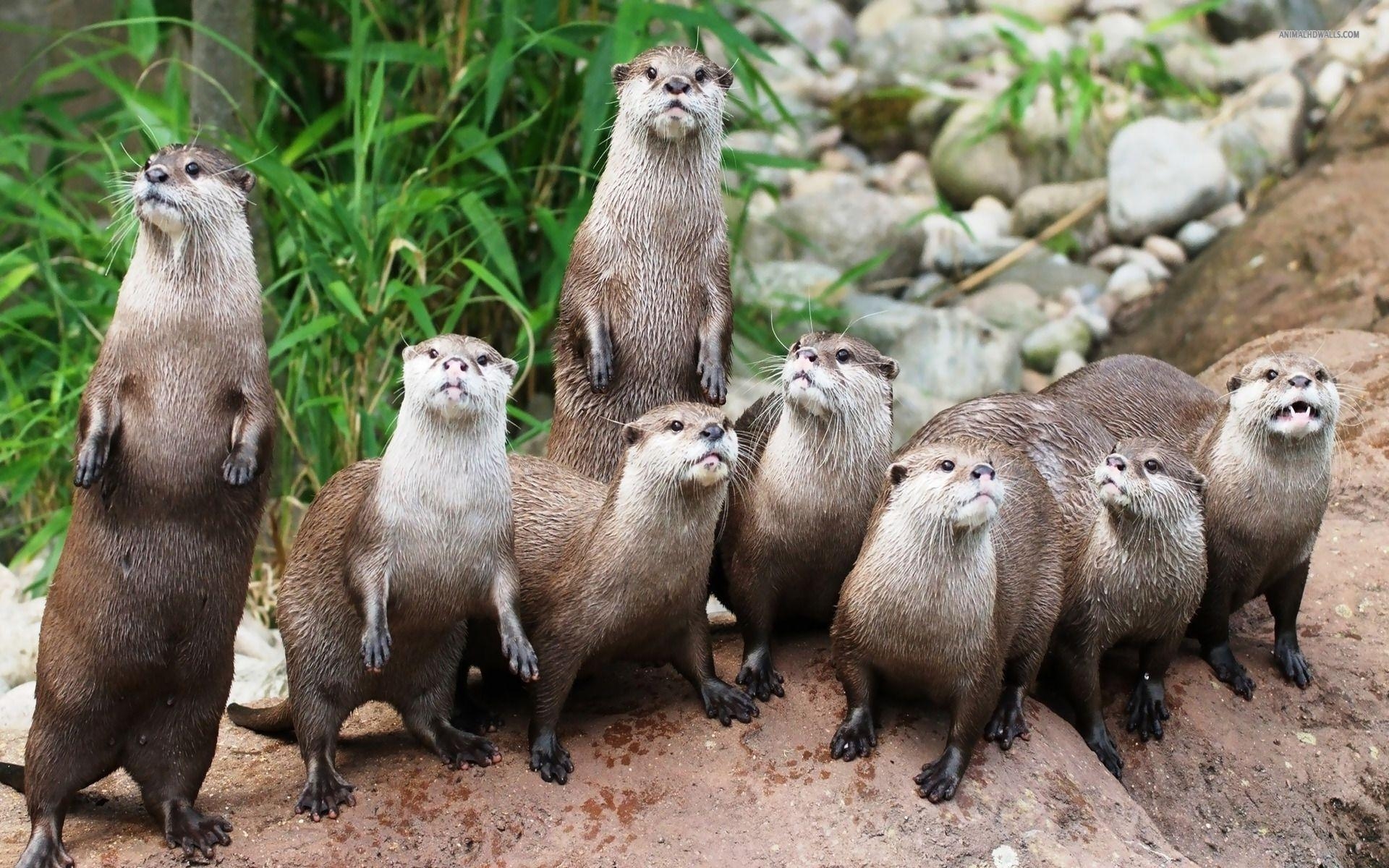 Otter, Tiere, lustig, Ozean, Hintergrund, 1920x1200 HD Desktop