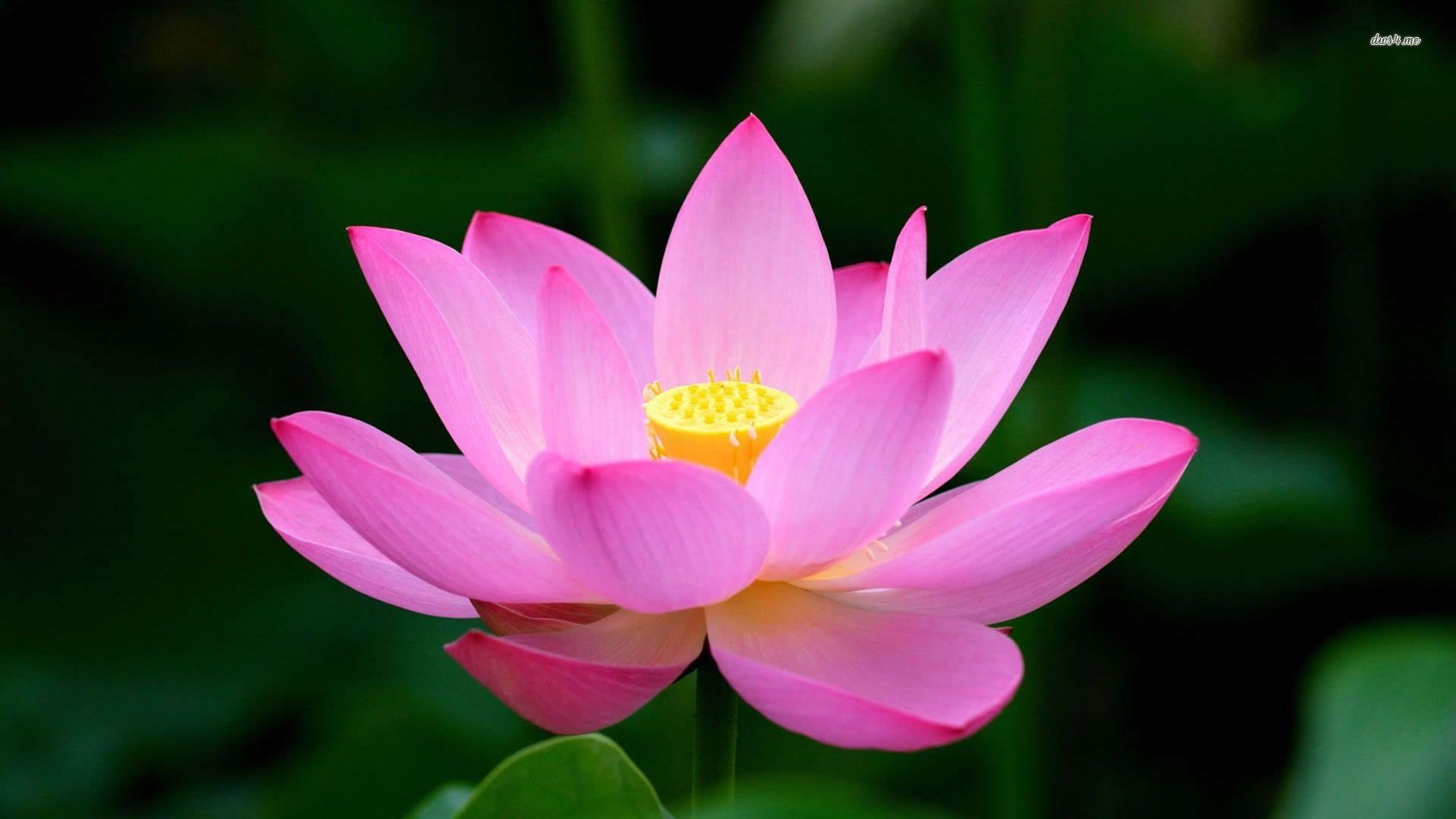 Lotus, HD, Blume, Natur, Symbolik, 1920x1080 Full HD Desktop