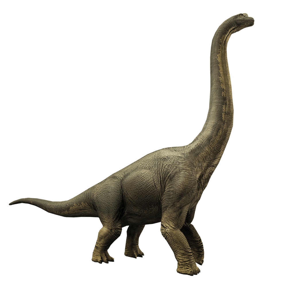 Brachiosaurus, Dinosaurier, Jura, prähistorisch, Wiki, 1000x1000 HD Handy