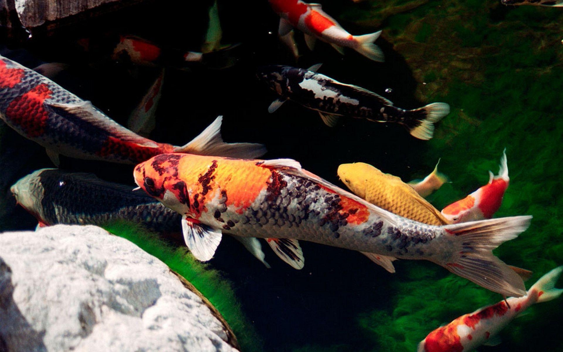 Koi, Fische, Hintergrund, Wasser, Kunst, 1920x1200 HD Desktop