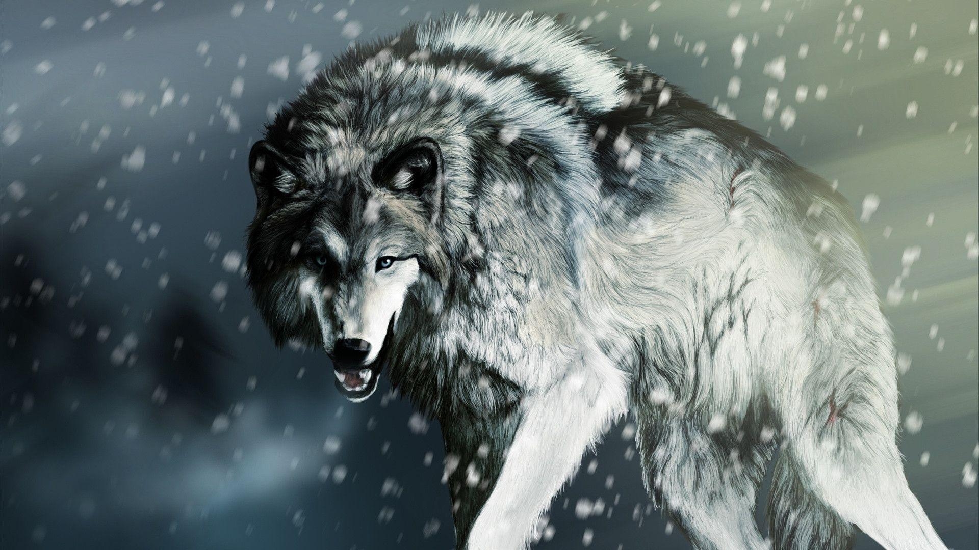 Wolf, HD Qualität, Bild, Dezember, Tier, 1920x1080 Full HD Desktop