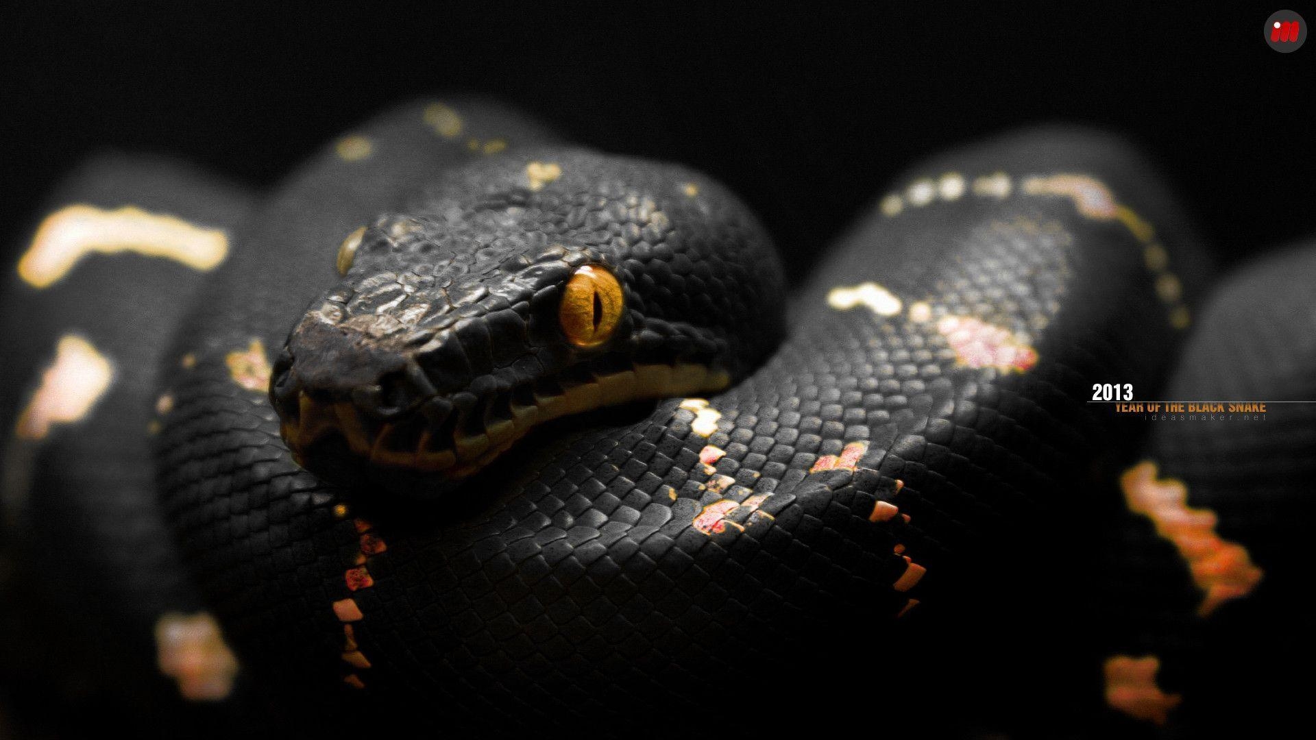 Schwarze Schlangenhaut, Top Bild, Reptilien, Mamba, HD, 1920x1080 Full HD Desktop