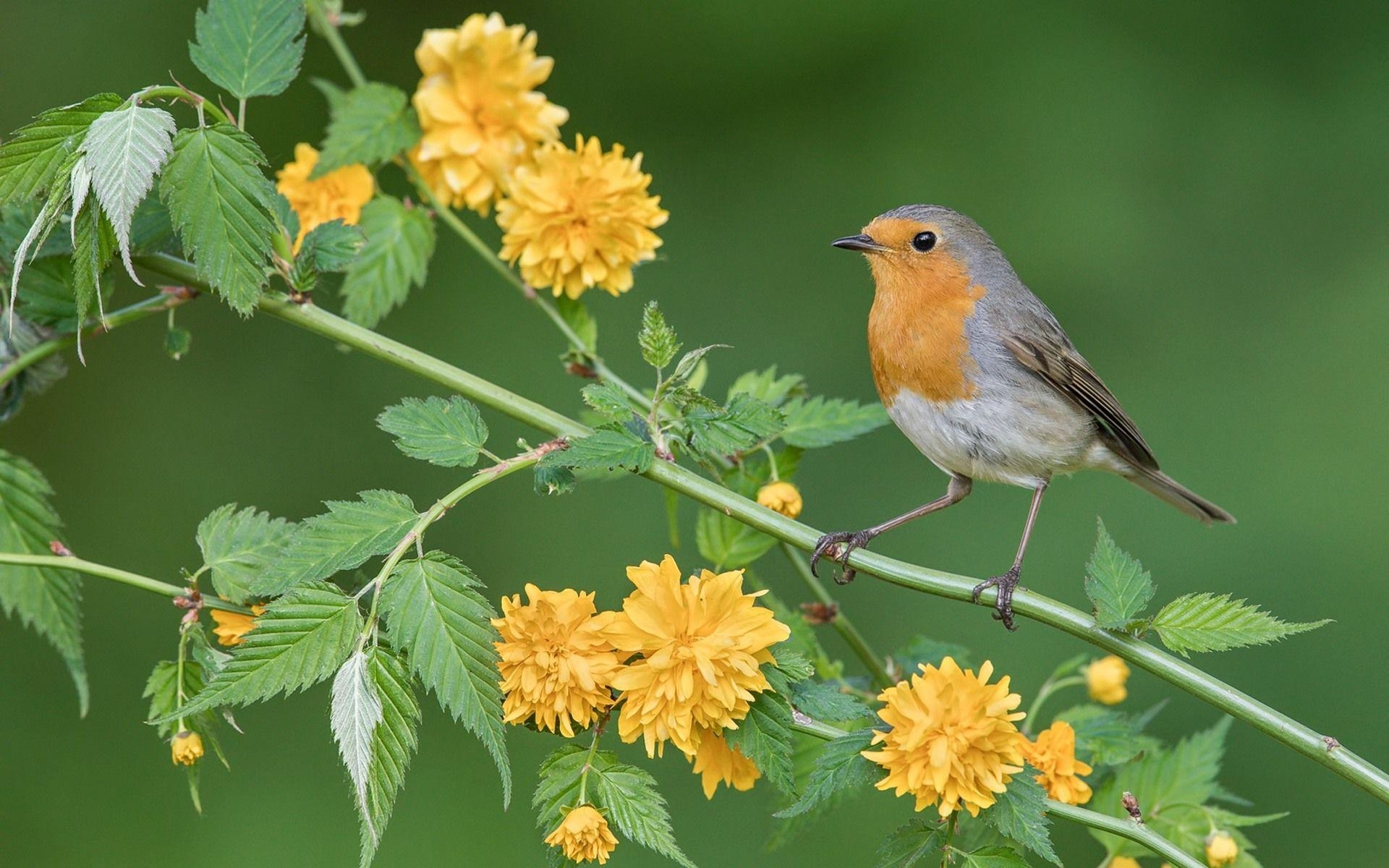 Rotkehlchen, gelbe Blumen, HD, Bild, Natur, 1920x1200 HD Desktop