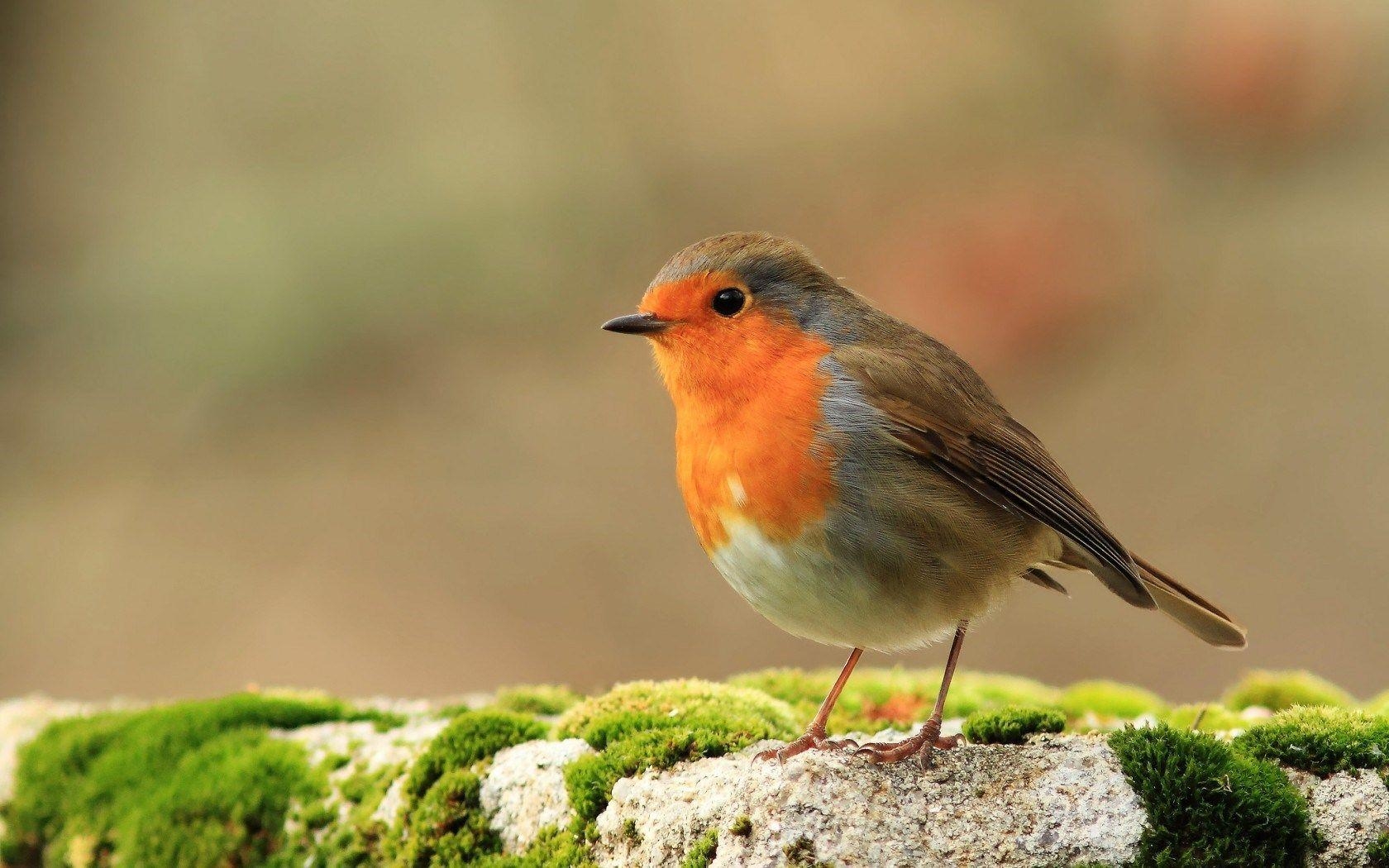 Rotkehlchen, Garten Vögel, Europa Bild, 1680x1050 HD Desktop