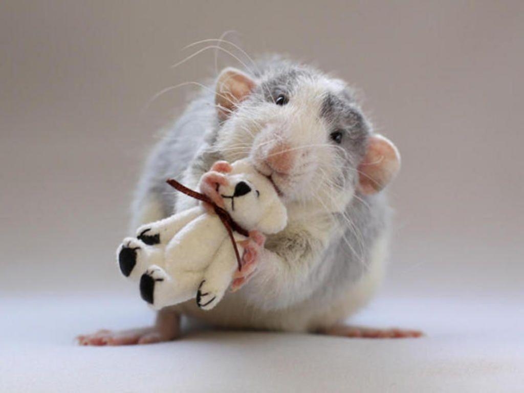 Ratte, Desktop, Teddy, Tier, Hintergrund, 1030x770 HD Desktop