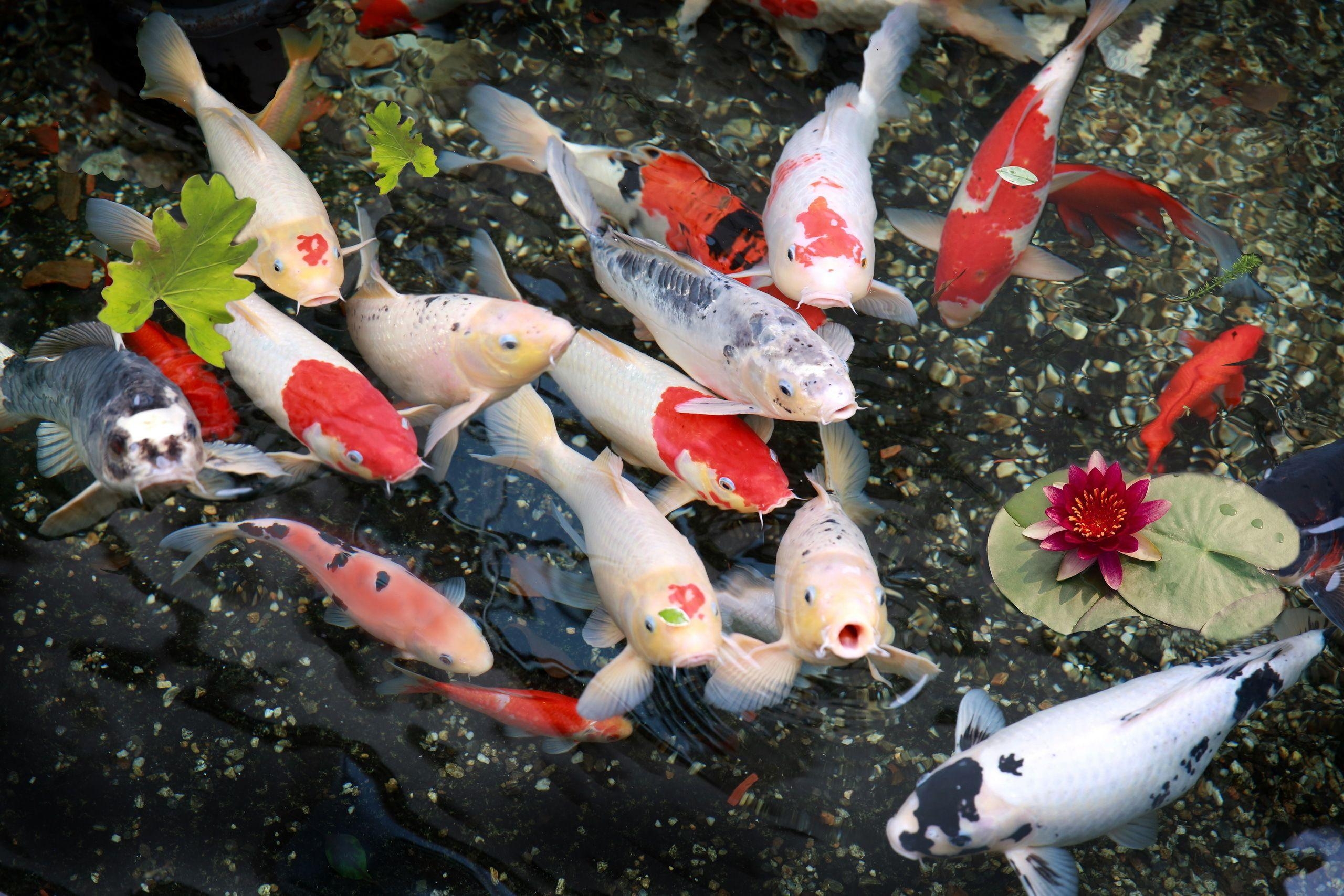 Koi Teich, Fische, Bildgalerie, Teich, Fotos, 2560x1710 HD Desktop