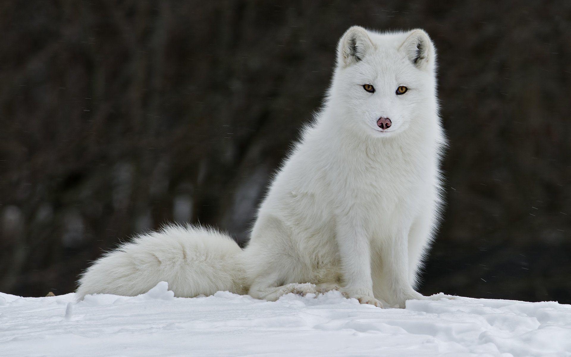 Arktischer Fuchs, Naturaufnahme, HD, Schnee, Winter, 1920x1200 HD Desktop