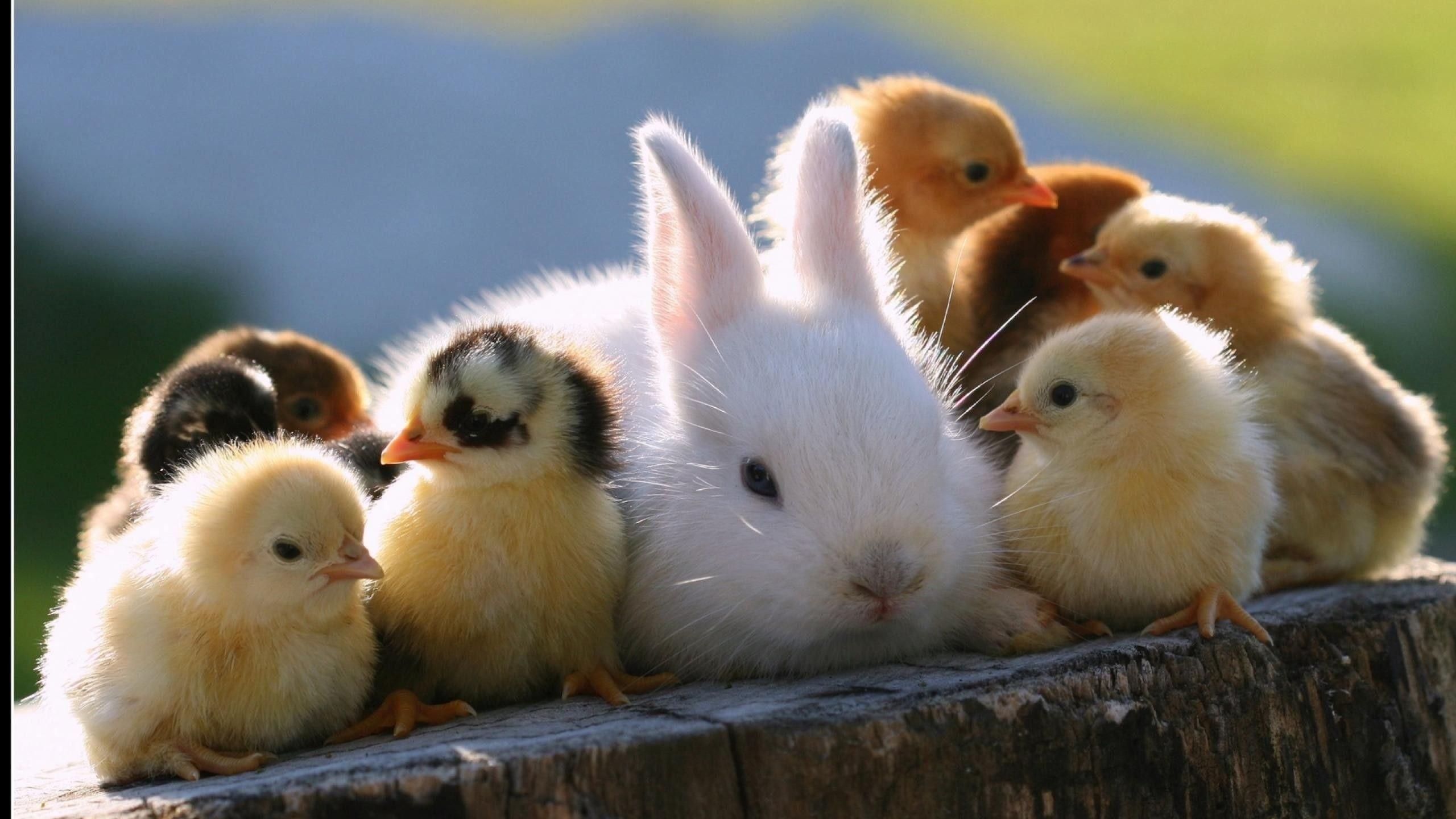 Frühlings Babytiere, Desktop, Hintergrund, Tiere, Bild, 2560x1440 HD Desktop