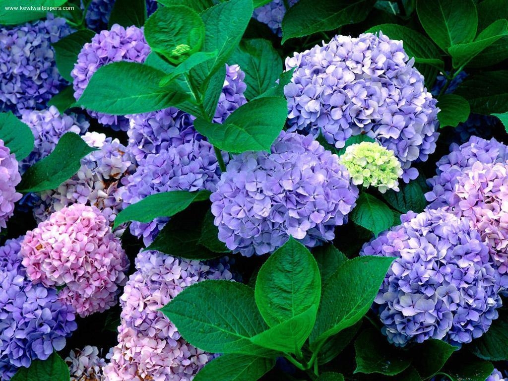 Hortensie, Natur, Hintergrund, Reisen, Pflanze, 1030x770 HD Desktop