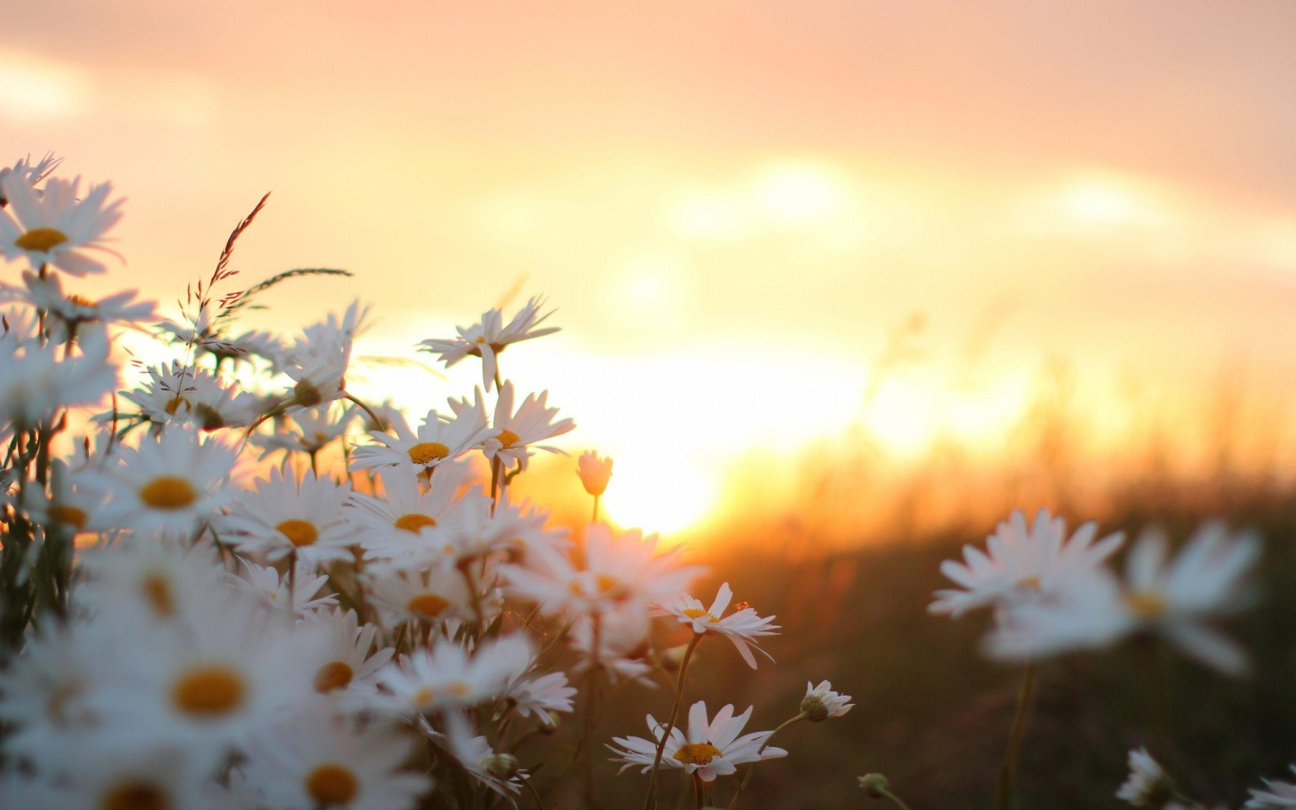 Sonnenaufgang, Blumen, Morgen, Schön, Datei, 2560x1600 HD Desktop