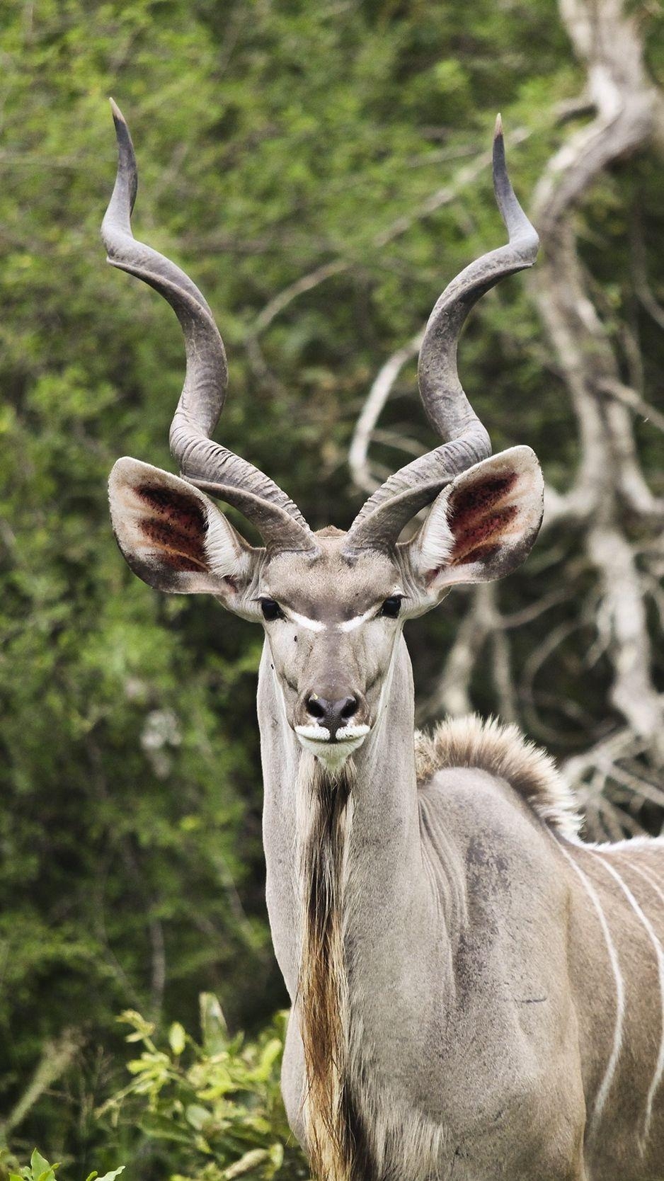 Kudu Antilope, Hörner, iPhone, Wildtiere, Hintergrund, 940x1670 HD Handy