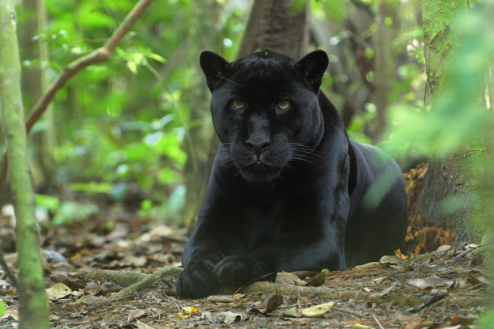 Panther, Tierfakten, kostenlose Bilder, Hintergrund, Download, 1600x1070 HD Desktop