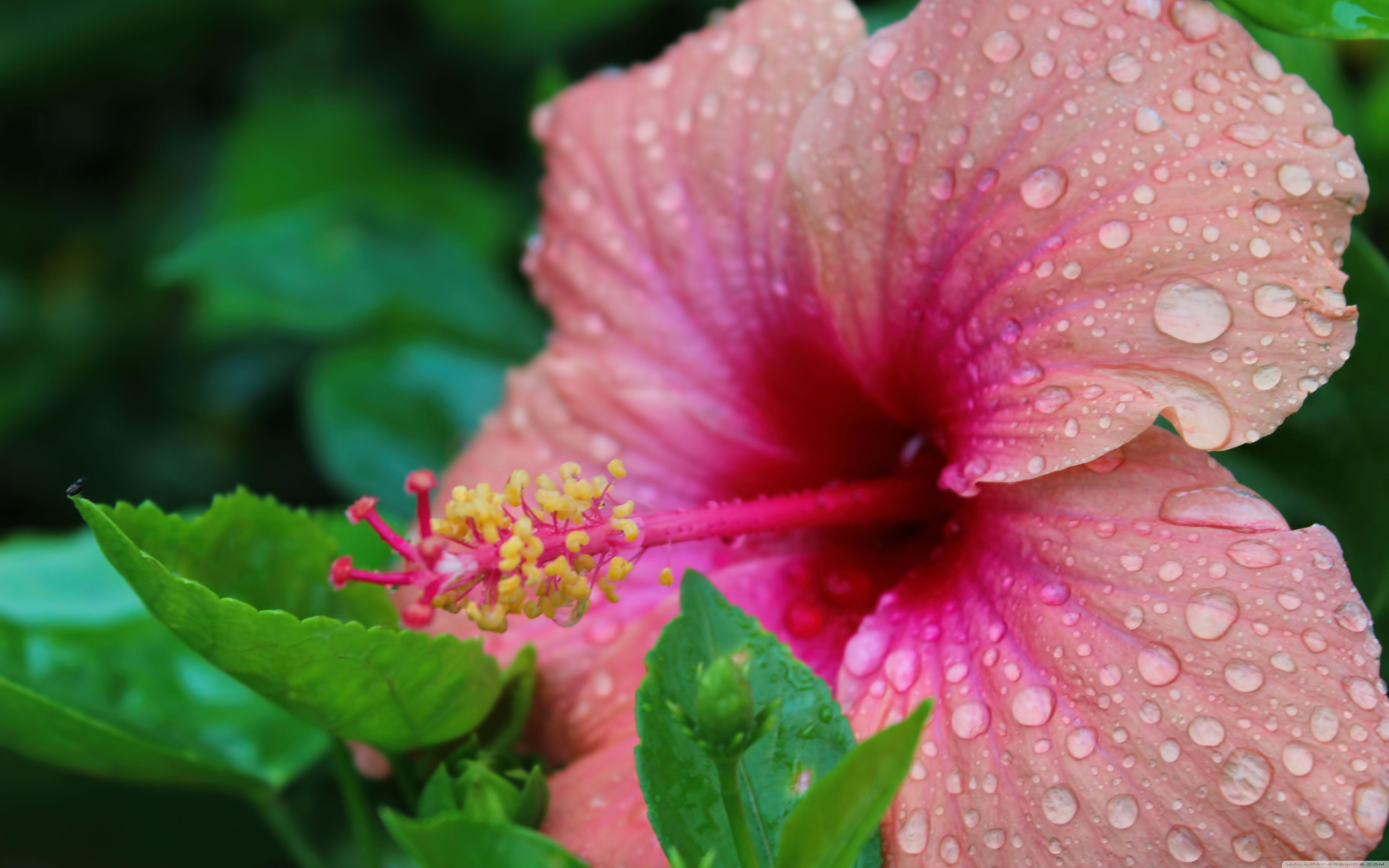 Hibiskus, Großformat, Pflanzen, Natur, Blumenpracht, 5120x3200 4K Desktop