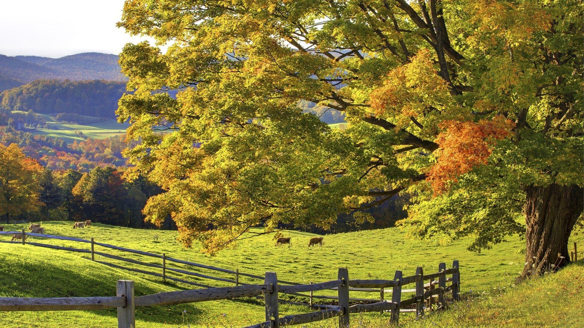 Herbst, Woodstock, Vermont, Hochqualität, Szenerie, 1920x1080 Full HD Desktop