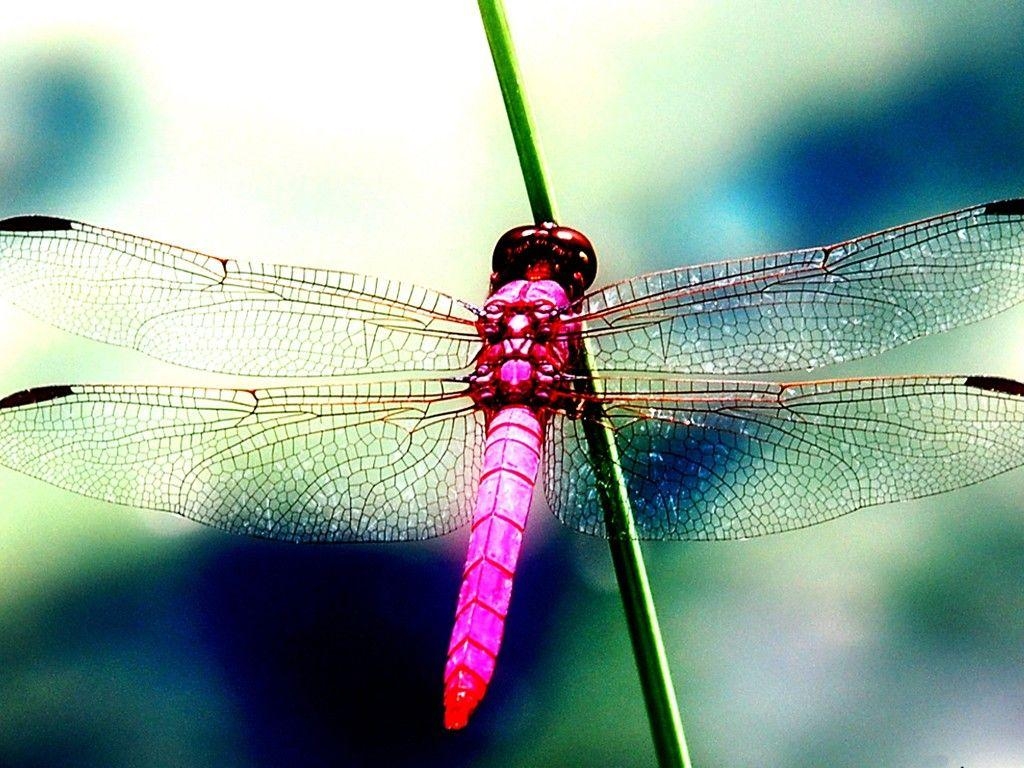 Libelle, 19x768, Hintergrund, Natur, Anmut, 1030x770 HD Desktop