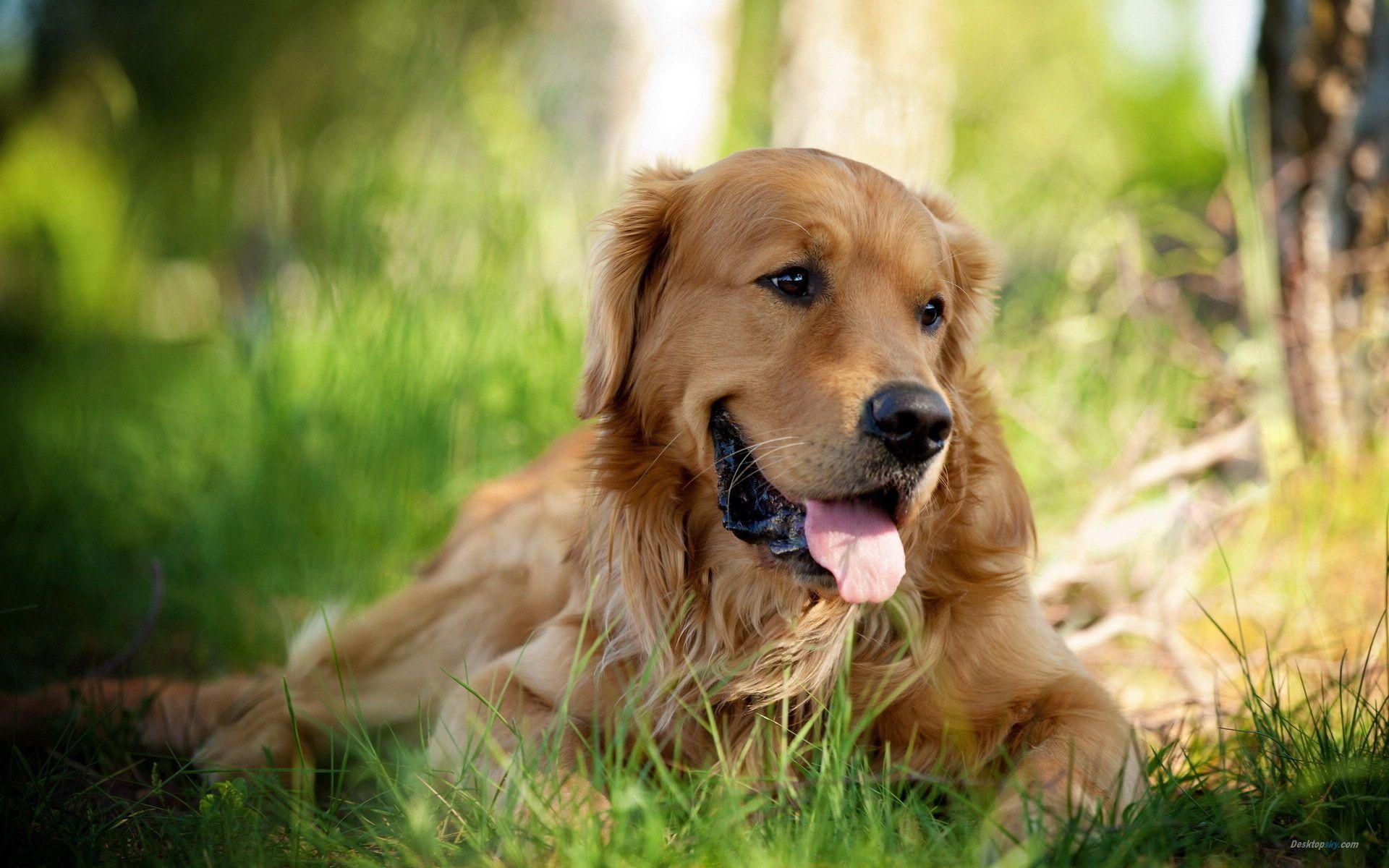 Goldener Retriever, HD, Hunde, Haustier, Desktop, 1920x1200 HD Desktop