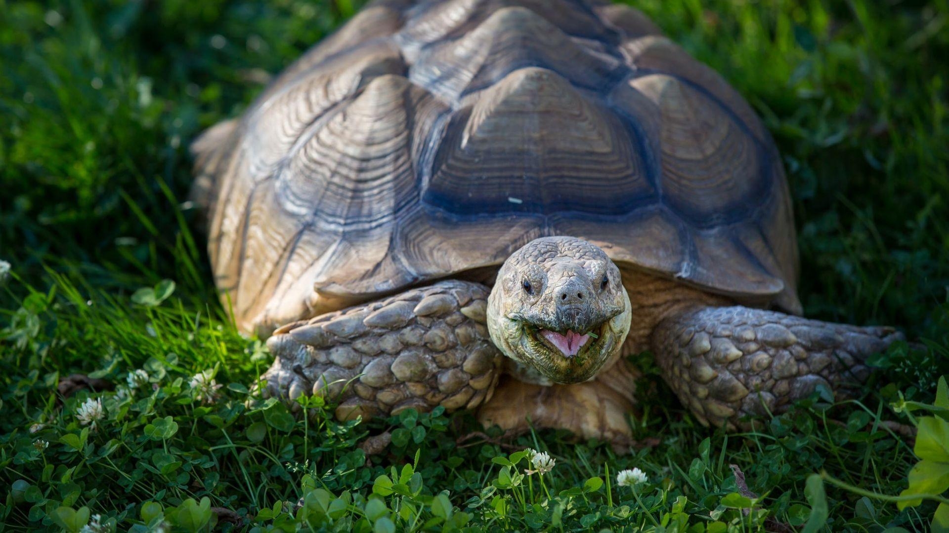 Meeresschildkröte, 4K, Ultra HD, Desktop Hintergrund, Tiere, 1920x1080 Full HD Desktop