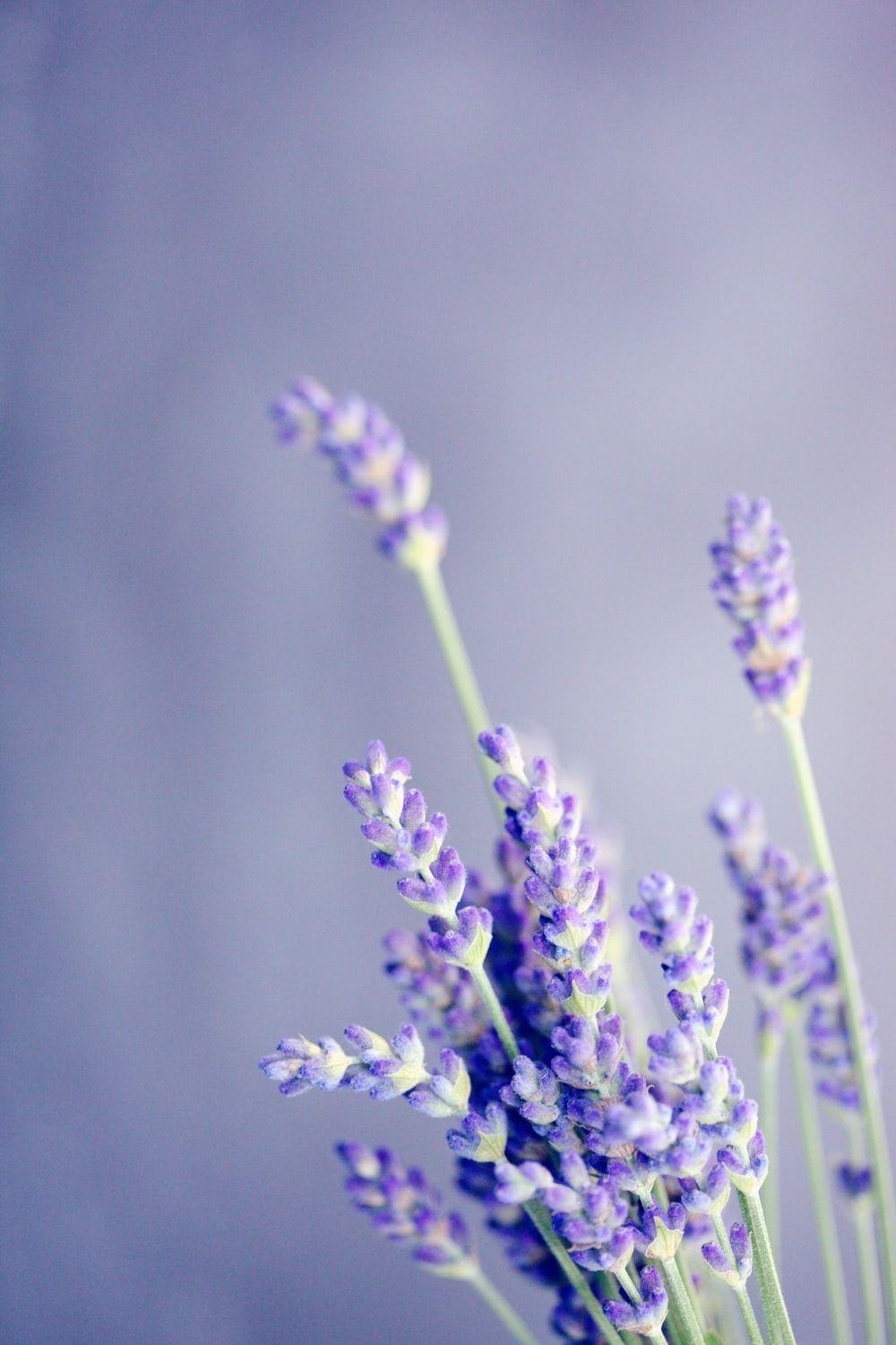 Lavendel, Natur, Bild, Kostenlos, Download, 1000x1500 HD Handy