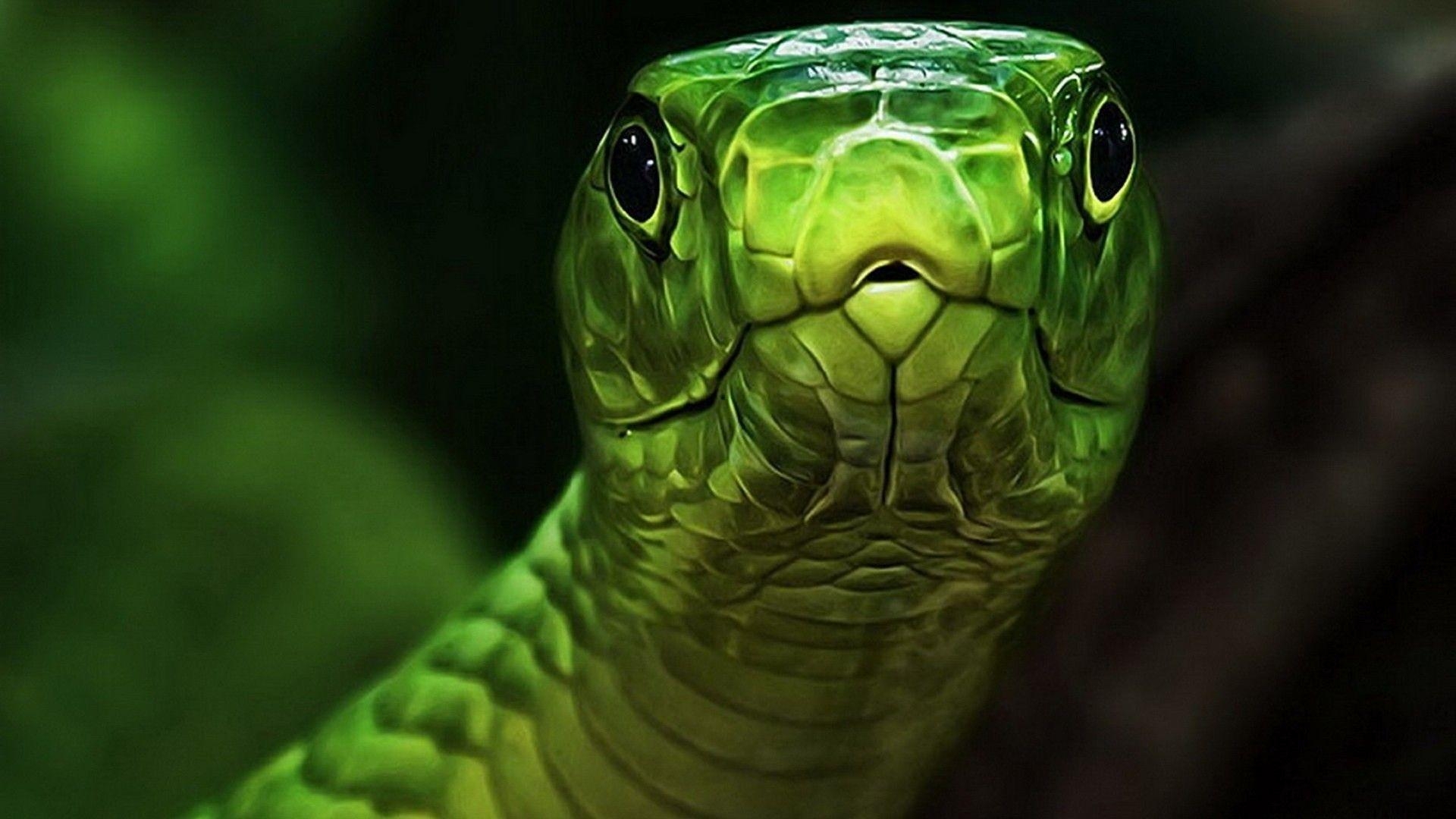 Schlangen, Tiere, Hintergrund, Reptilien, Bilder, 1920x1080 Full HD Desktop