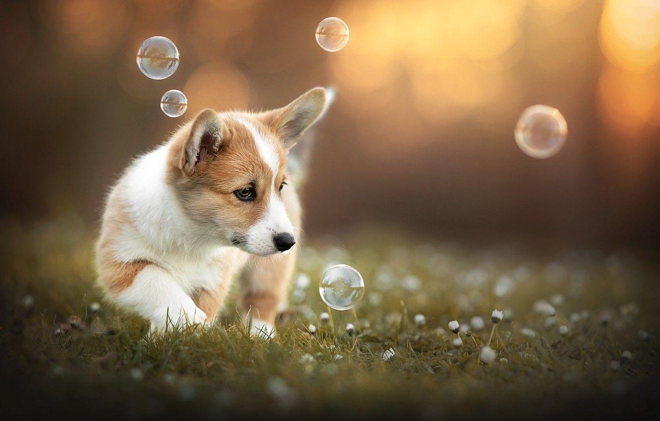 Sommer, Natur, Corgi, Hund, Foto, 1340x850 HD Desktop