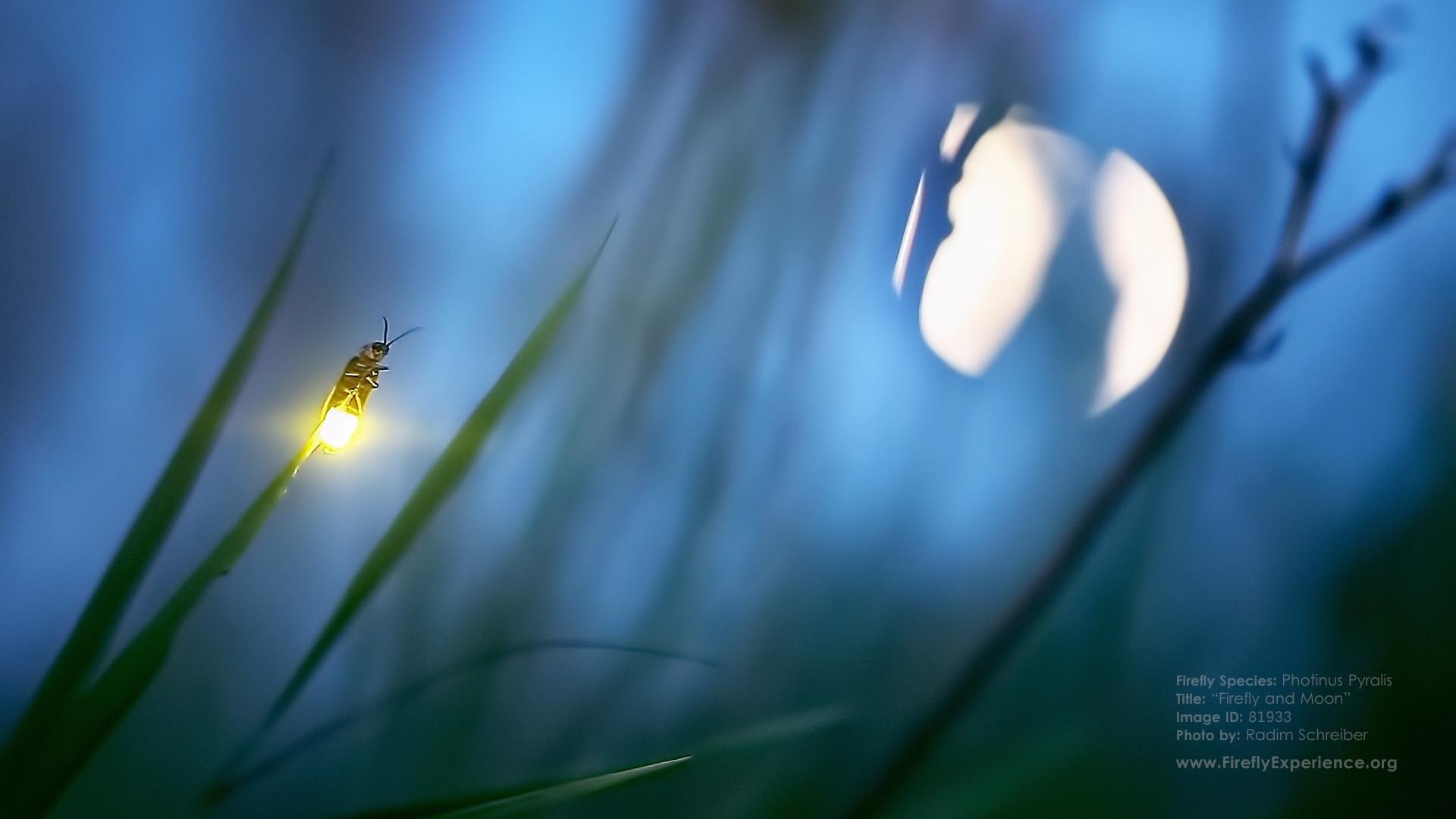 Glühwürmchen, 1920x, Feuerfliege, Insekt, HD, 1920x1080 Full HD Desktop