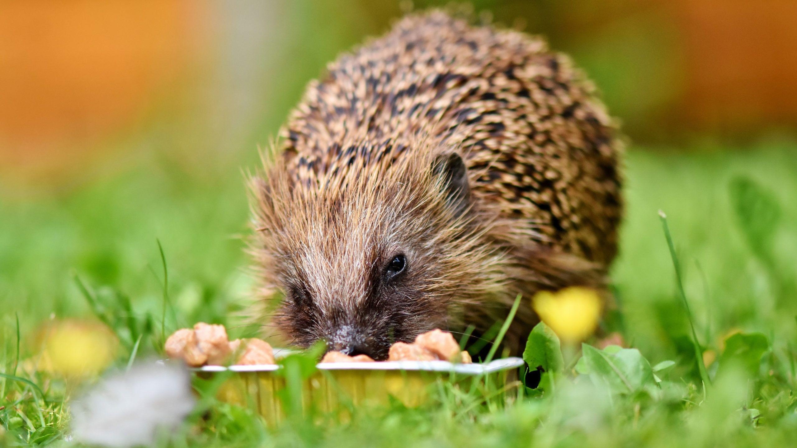 Igel, Beste Bilder, PC, Kostenlos, Tierfoto, 2560x1440 HD Desktop