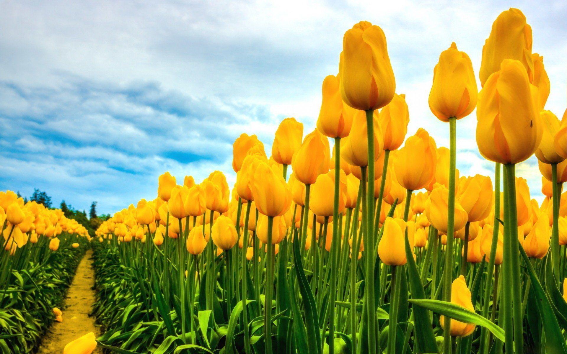 Tulpe, HD, Natur, Blütenpracht, Frühlingsboten, 1920x1200 HD Desktop