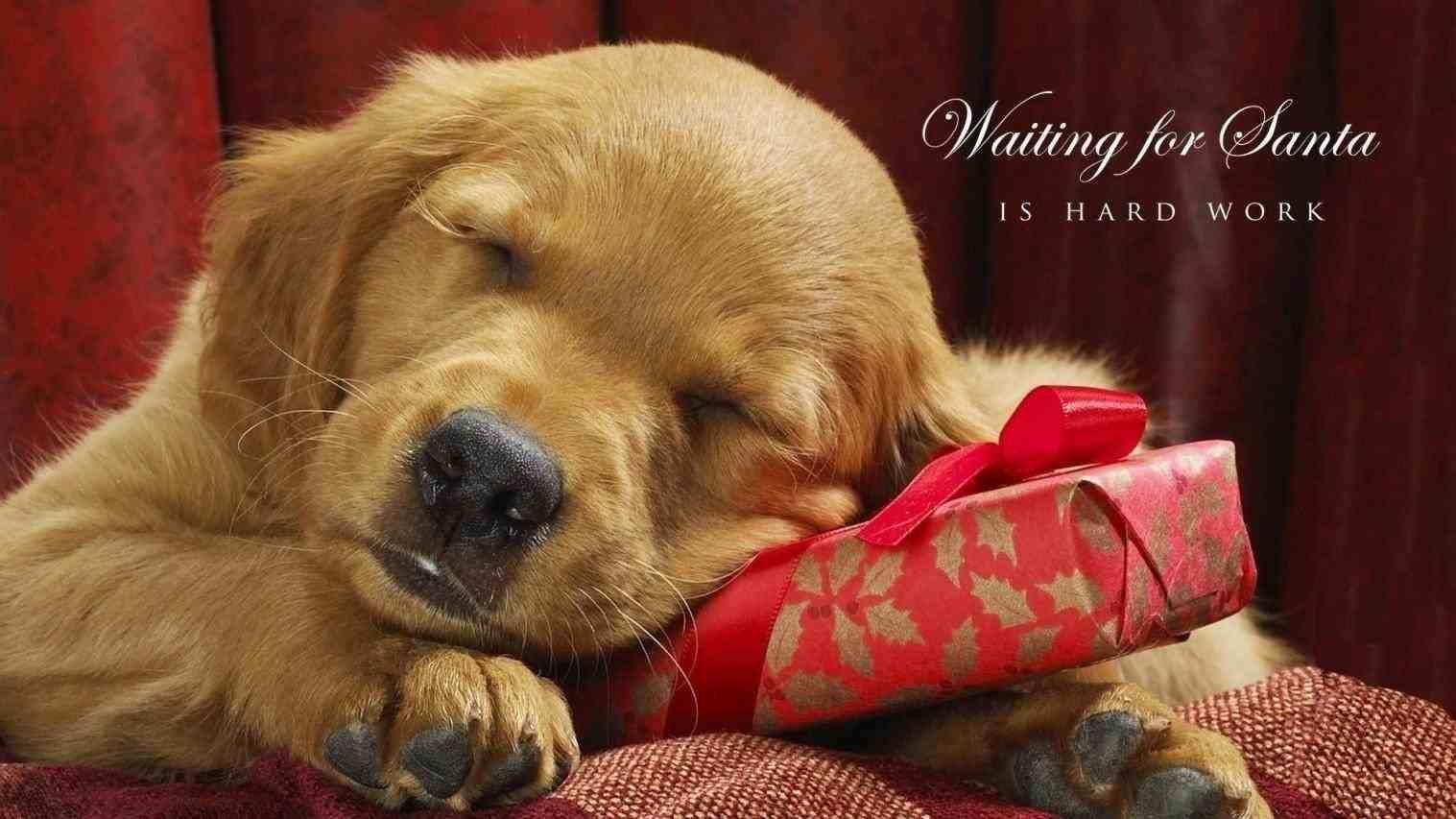 Goldener Retriever, Weihnachten, Hund, Feiertag, Bild, 1520x860 HD Desktop