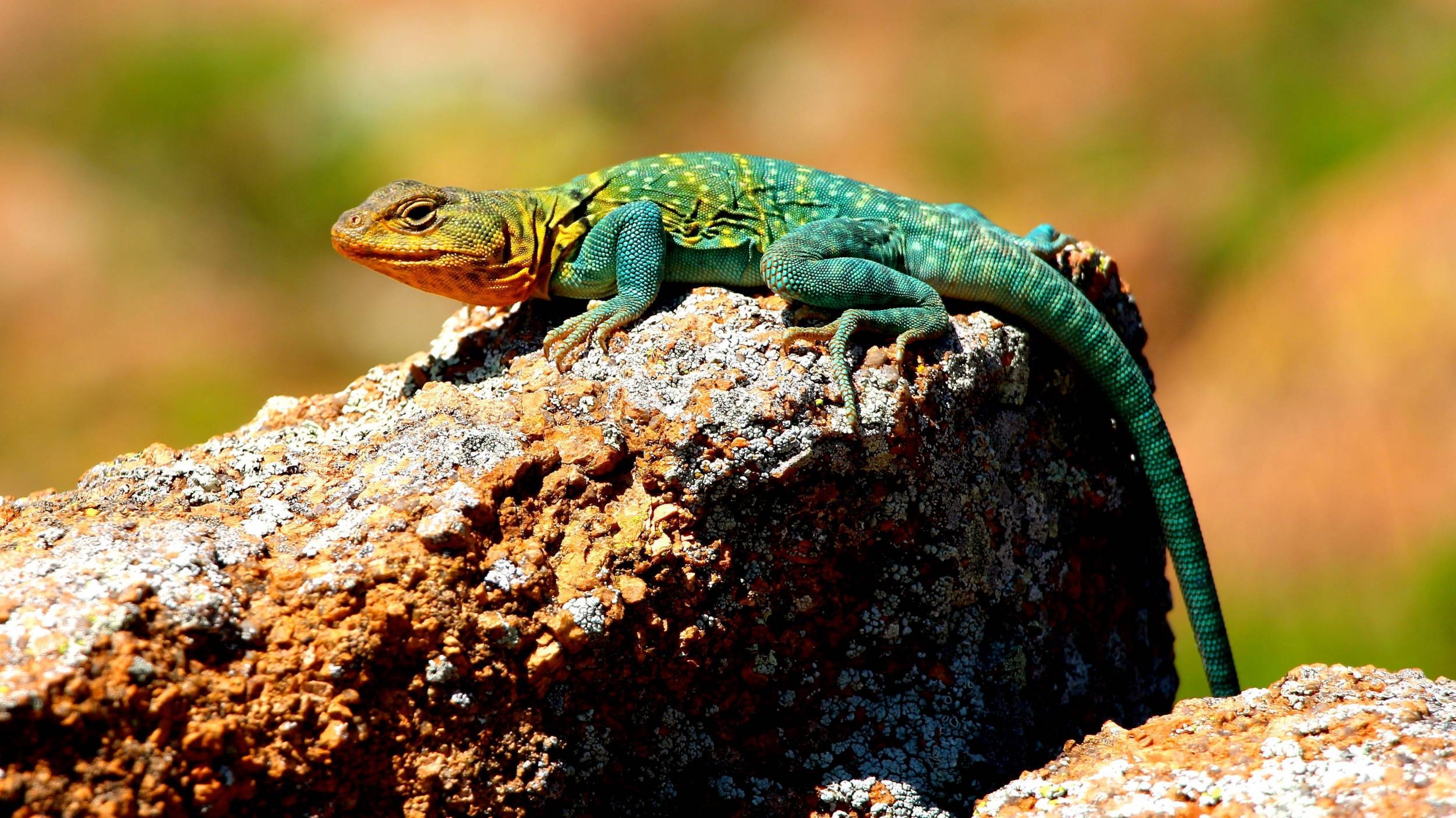 Halsbandleguan, Echse, Reptilien, Tier, Natur, 2500x1410 HD Desktop