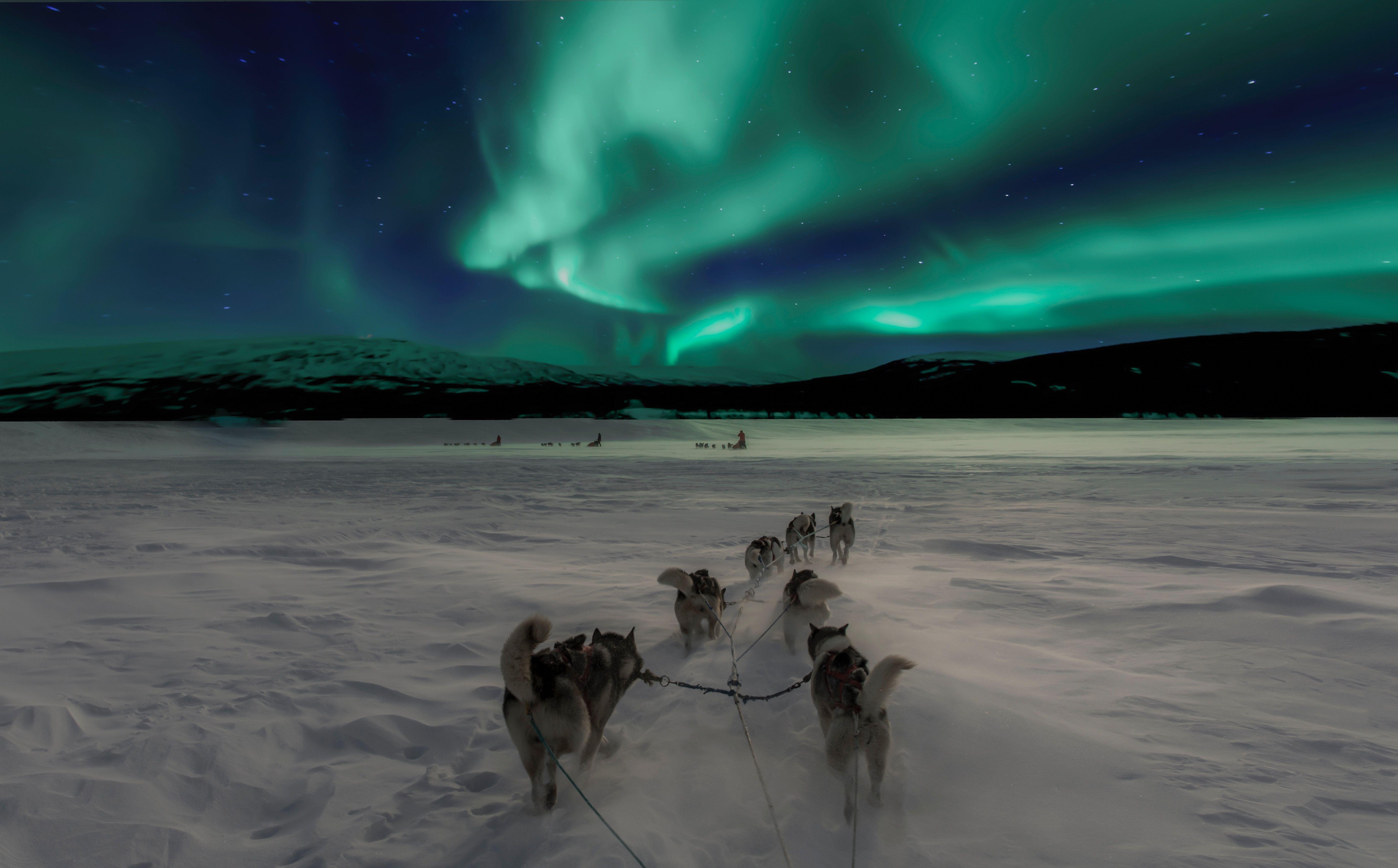 Aurora, Nordlicht, Schlittenfahren, Winter, Polarlichter, 5730x3560 4K Desktop