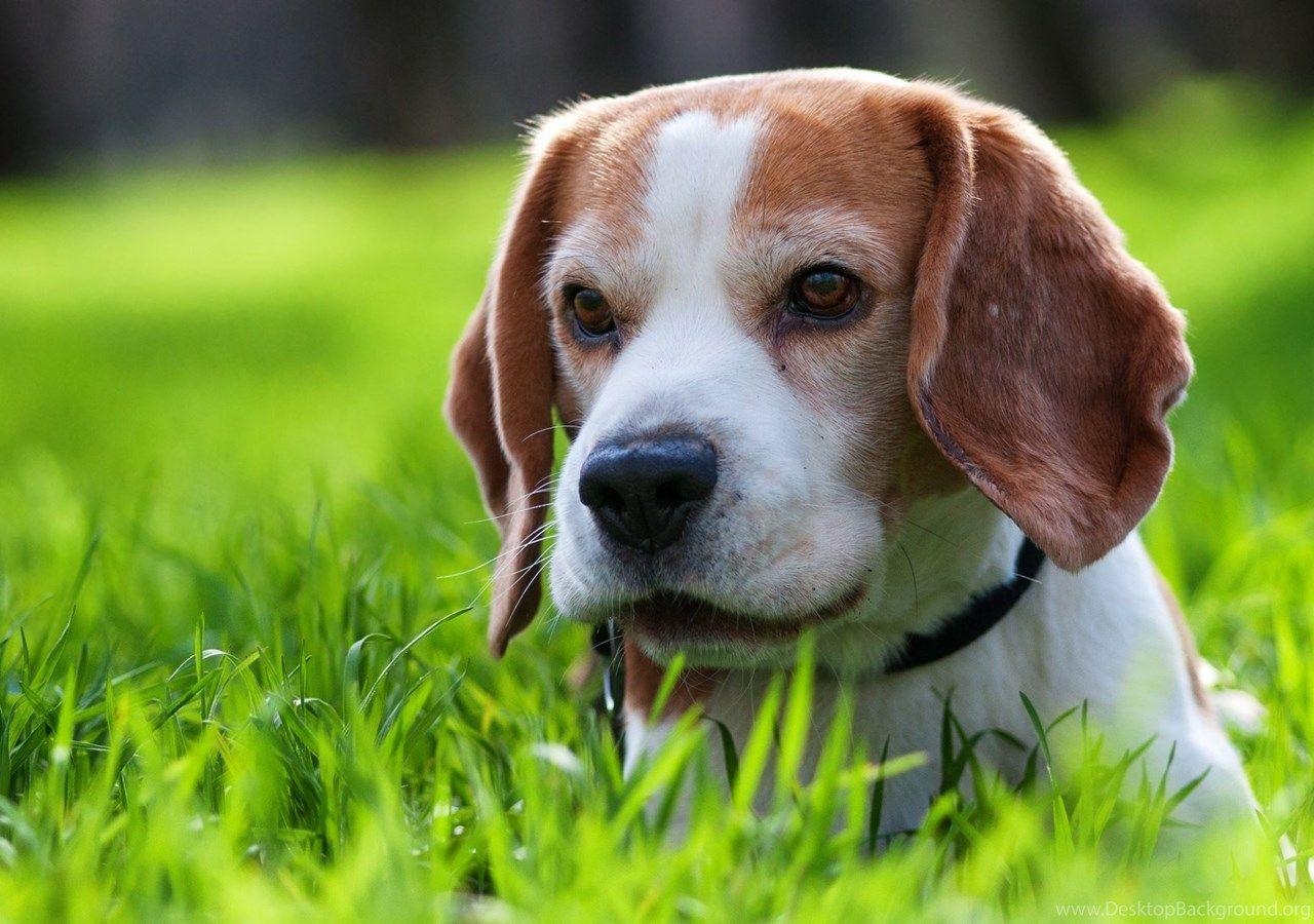 Beagle, HD, Hintergrund, Desktop, Bild, 1280x900 HD Desktop