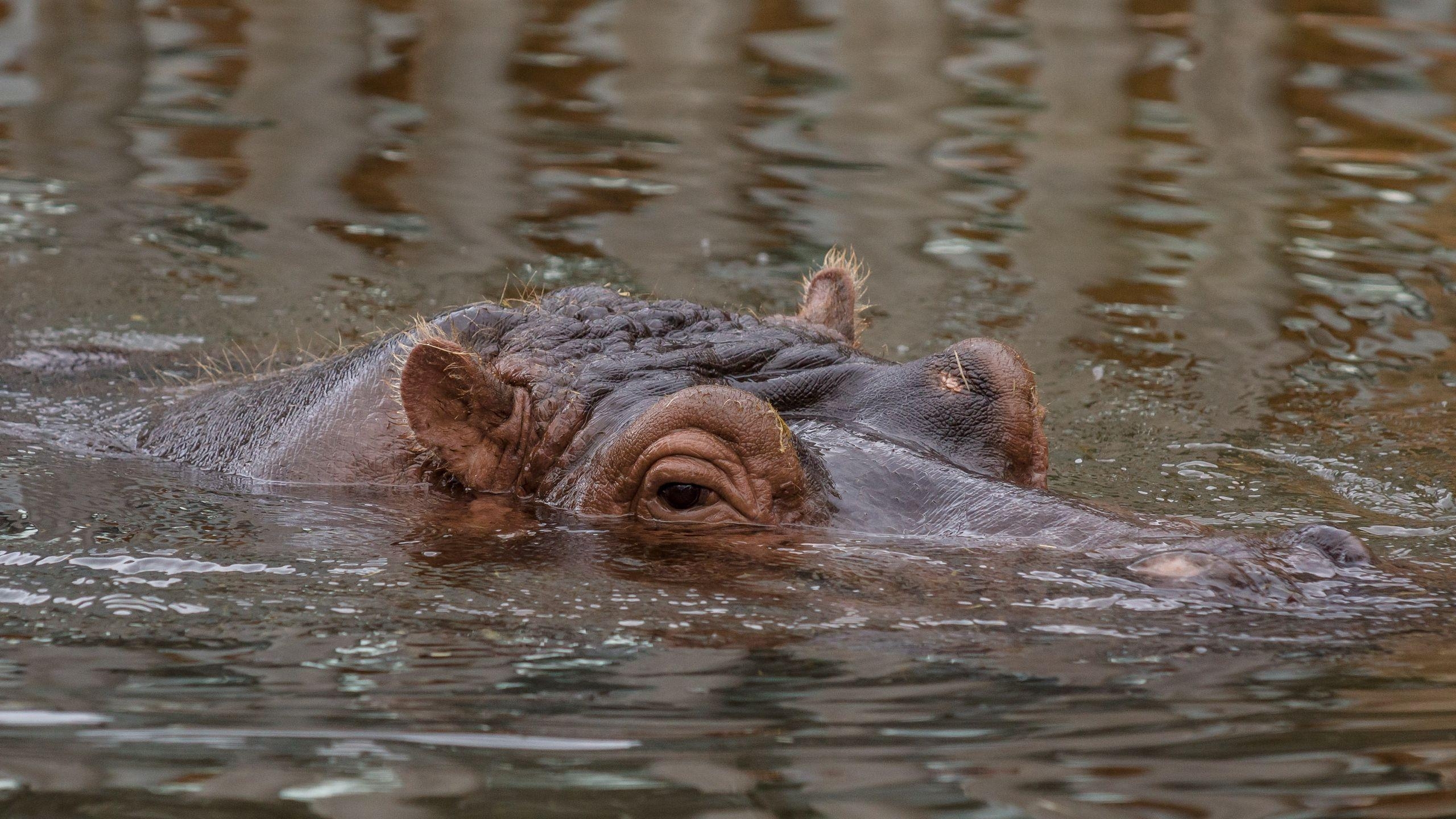 Download, Nilpferd, Hippopotamus, Tier, Hintergrund, 2560x1440 HD Desktop