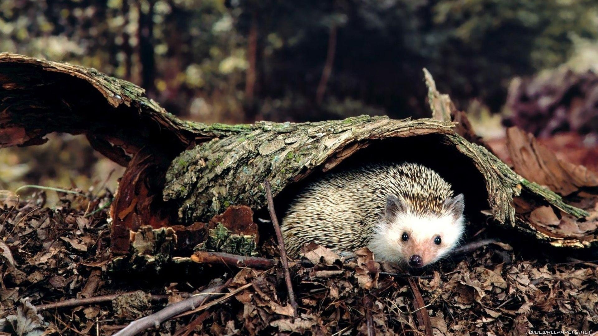 Igel, Tiere, Desktop, HD, Breitbild, 1920x1080 Full HD Desktop