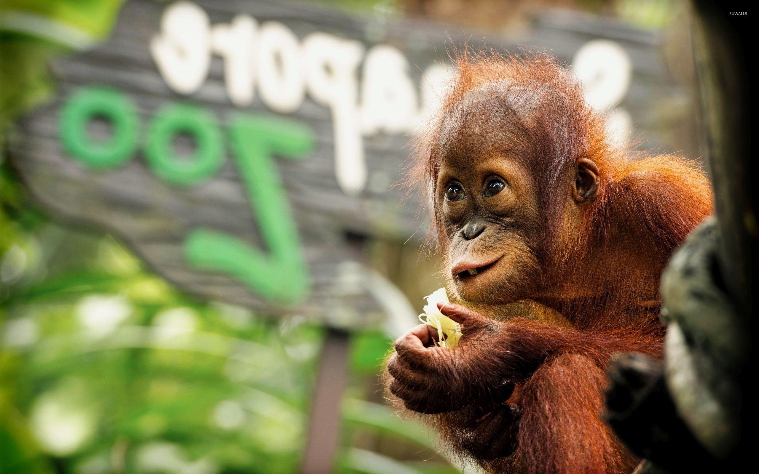 Orangutan, Baby, Tier, Dschungel, Fotografie, 2560x1600 HD Desktop