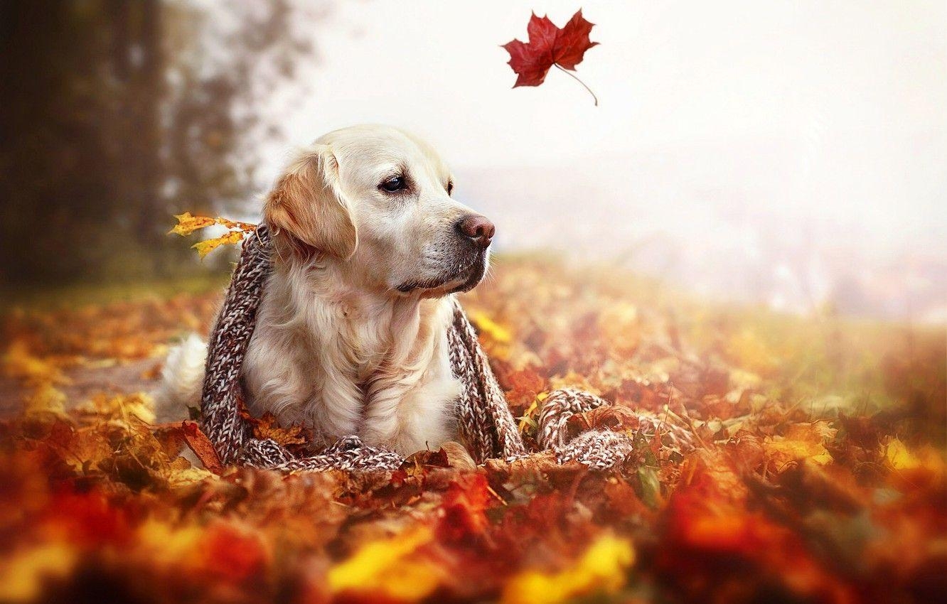 Golden Retriever, Herbst, Natur, Hund, Schal, 1340x850 HD Desktop