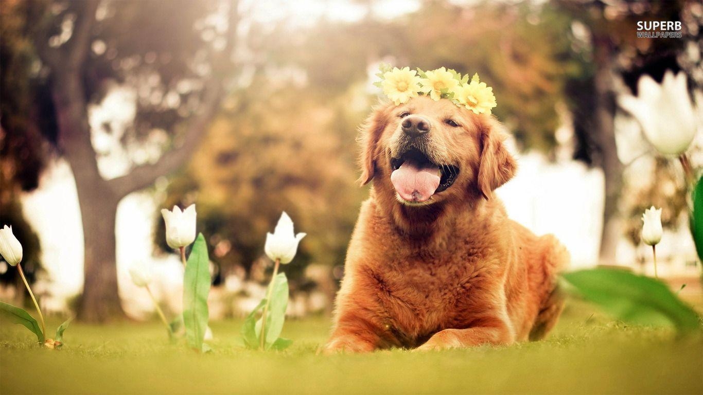 Golden Retriever, Welpe, Hund, Tiere, süß, 1370x770 HD Desktop