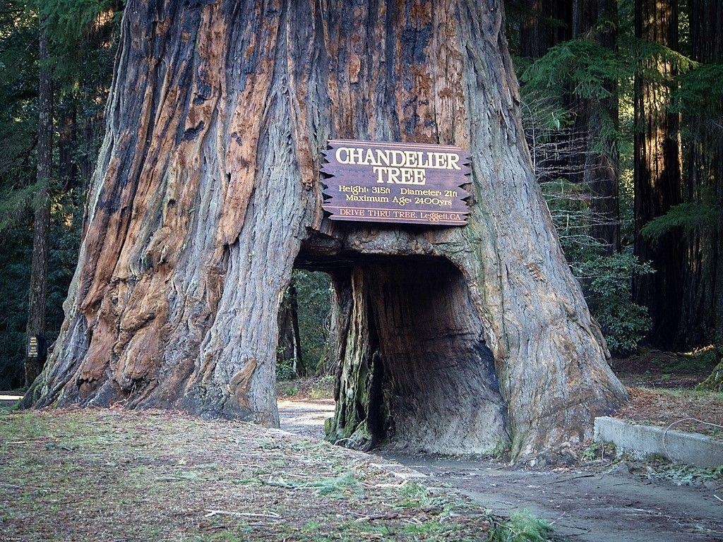 Redwood Parks, USA, Reisen, Kalifornien, Staat, 1030x770 HD Desktop