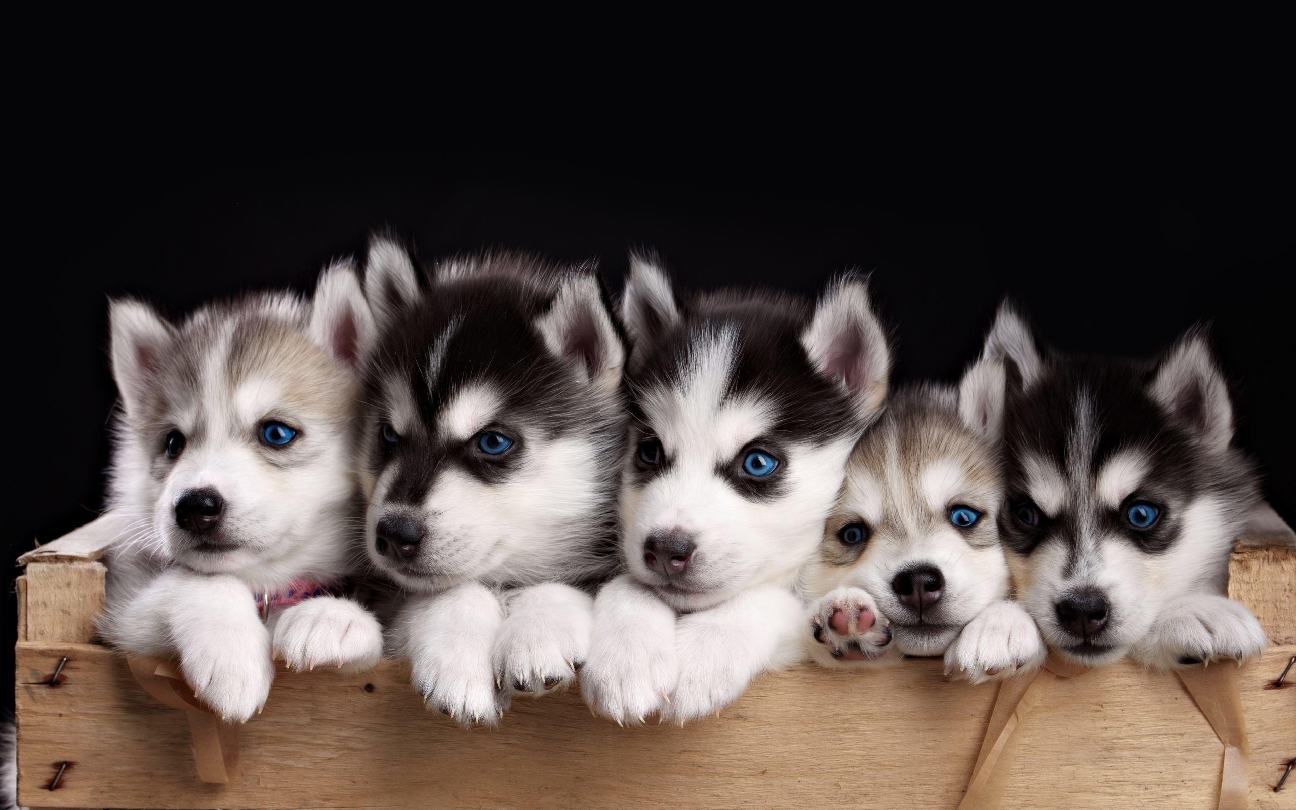 Huskies, Welpen, Sibirisch, Tiere, Bild, 2560x1600 HD Desktop