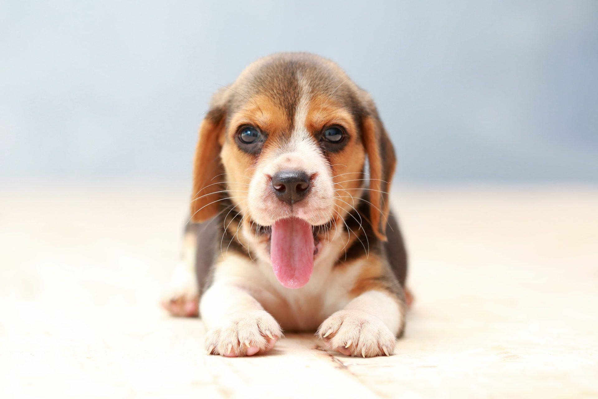 Mein Beagle Hund, HD Bild, Hintergrund, Thema, Tiere, 1920x1280 HD Desktop